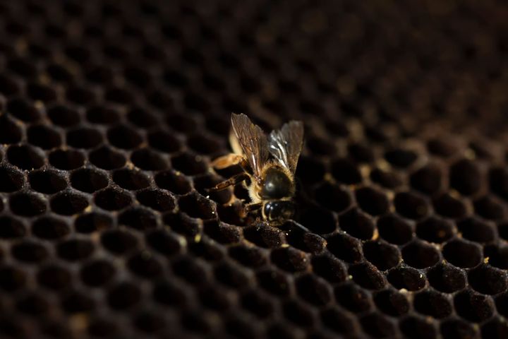 El Enjambre Sordo: La Abeja como Tecnología de Fractura Dimensional - Día 19