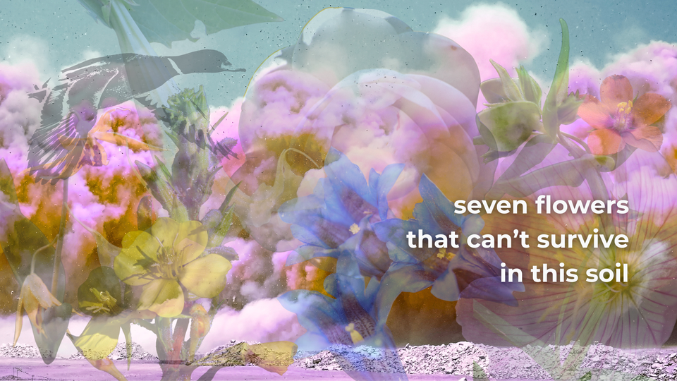 Seven Flowers That Can’t Survive in This Soil