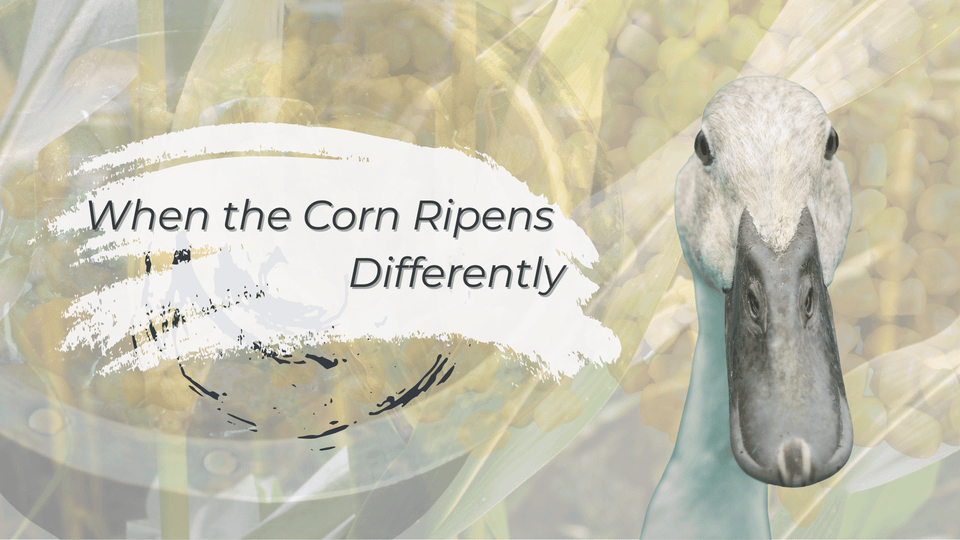 When the Corn Ripens Differently