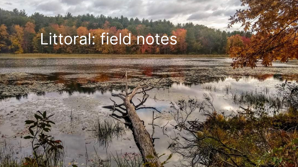 Littoral: field notes