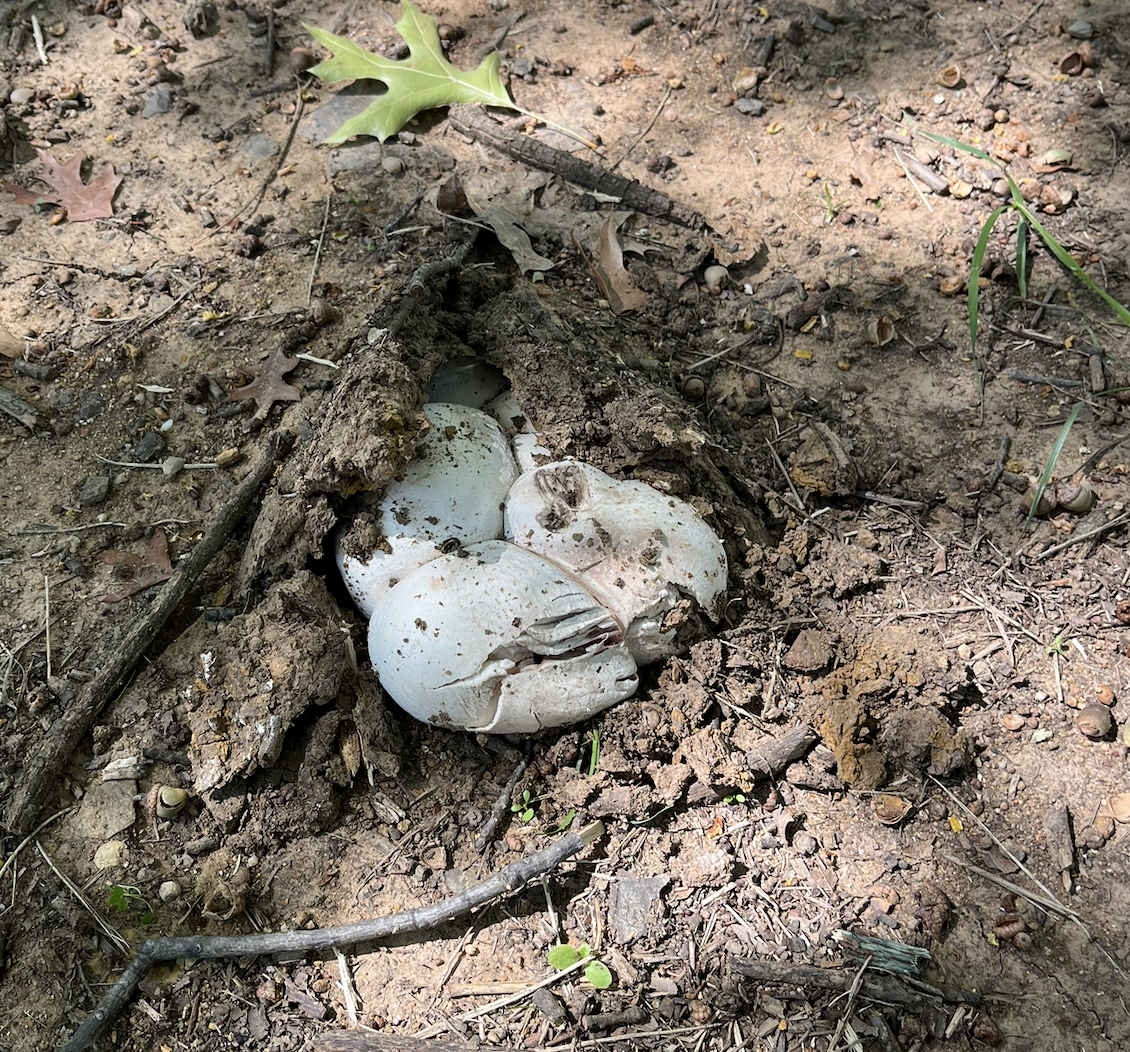 Three mushrooms growing up out of the packed clay of a driveway