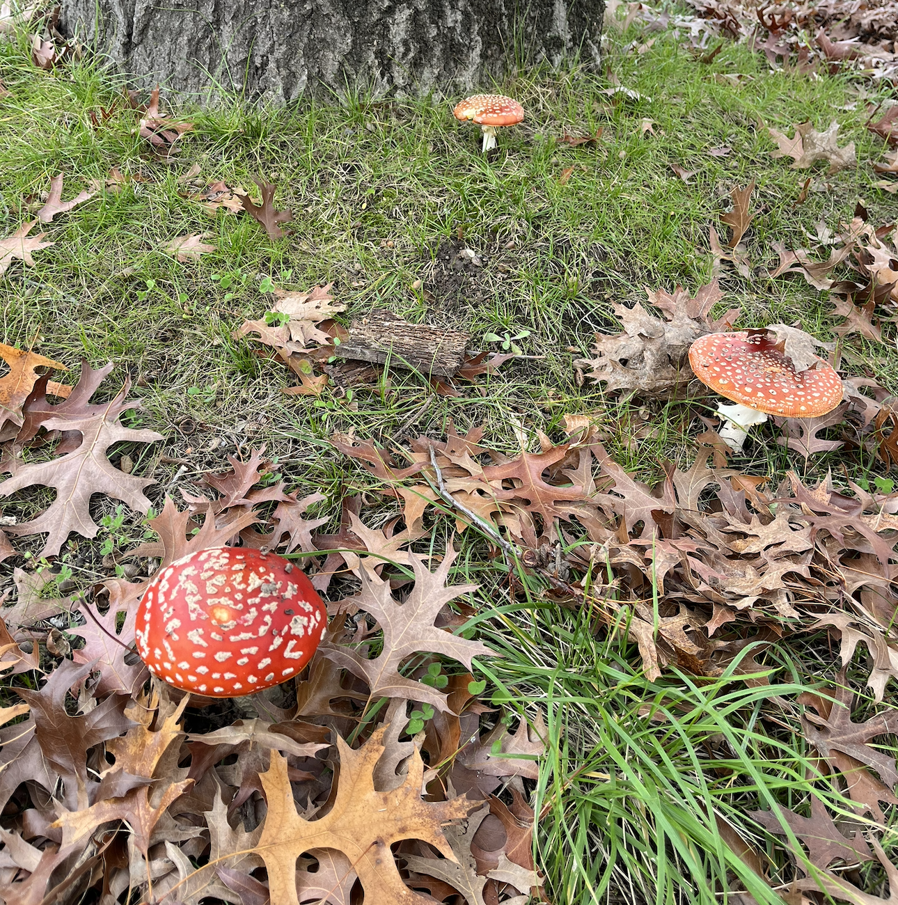 Three amazing white-spotted red toadstools in the grass under an oak