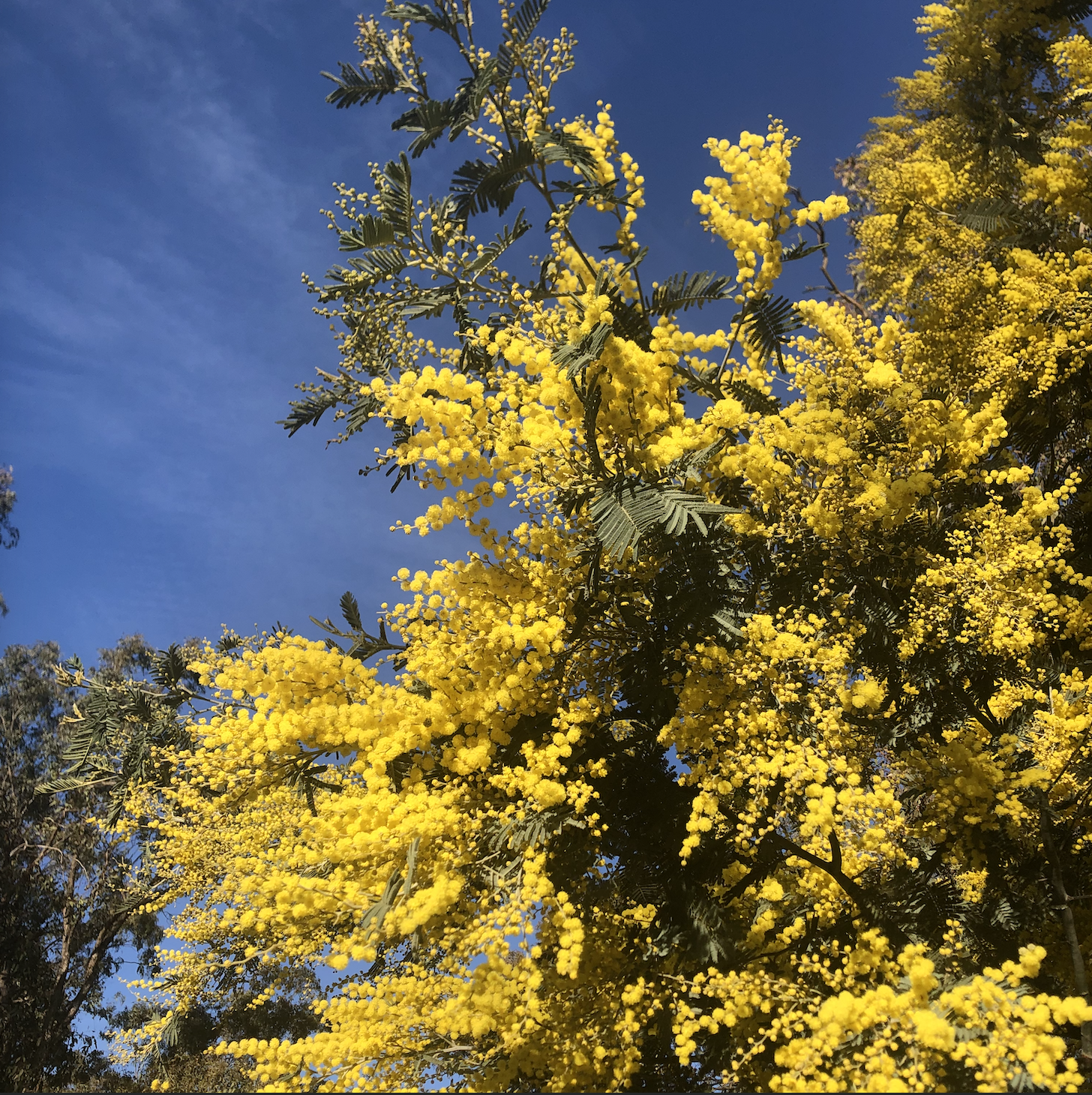 More bursts of wattle sunshine