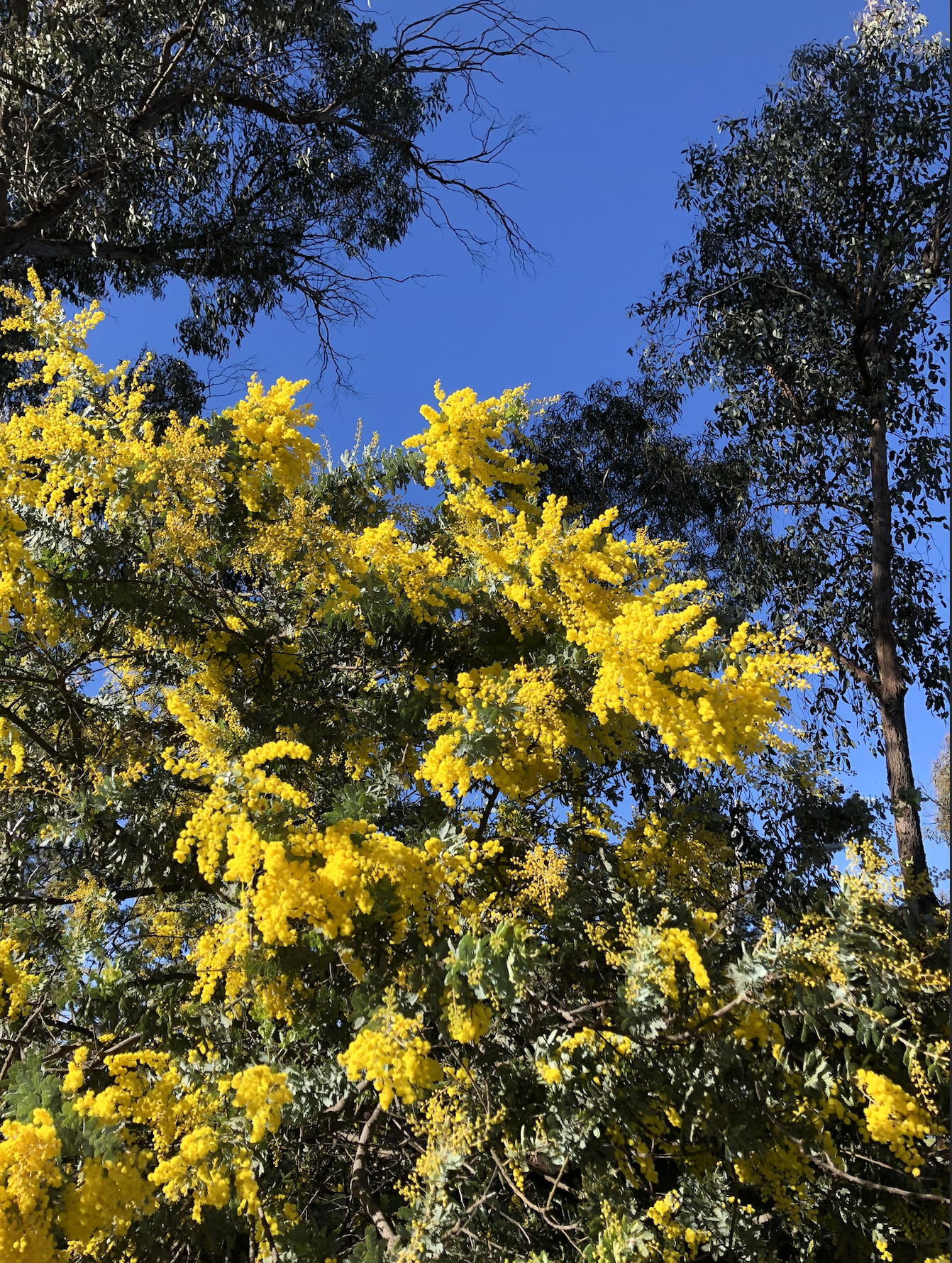 Wattle against a blue sky