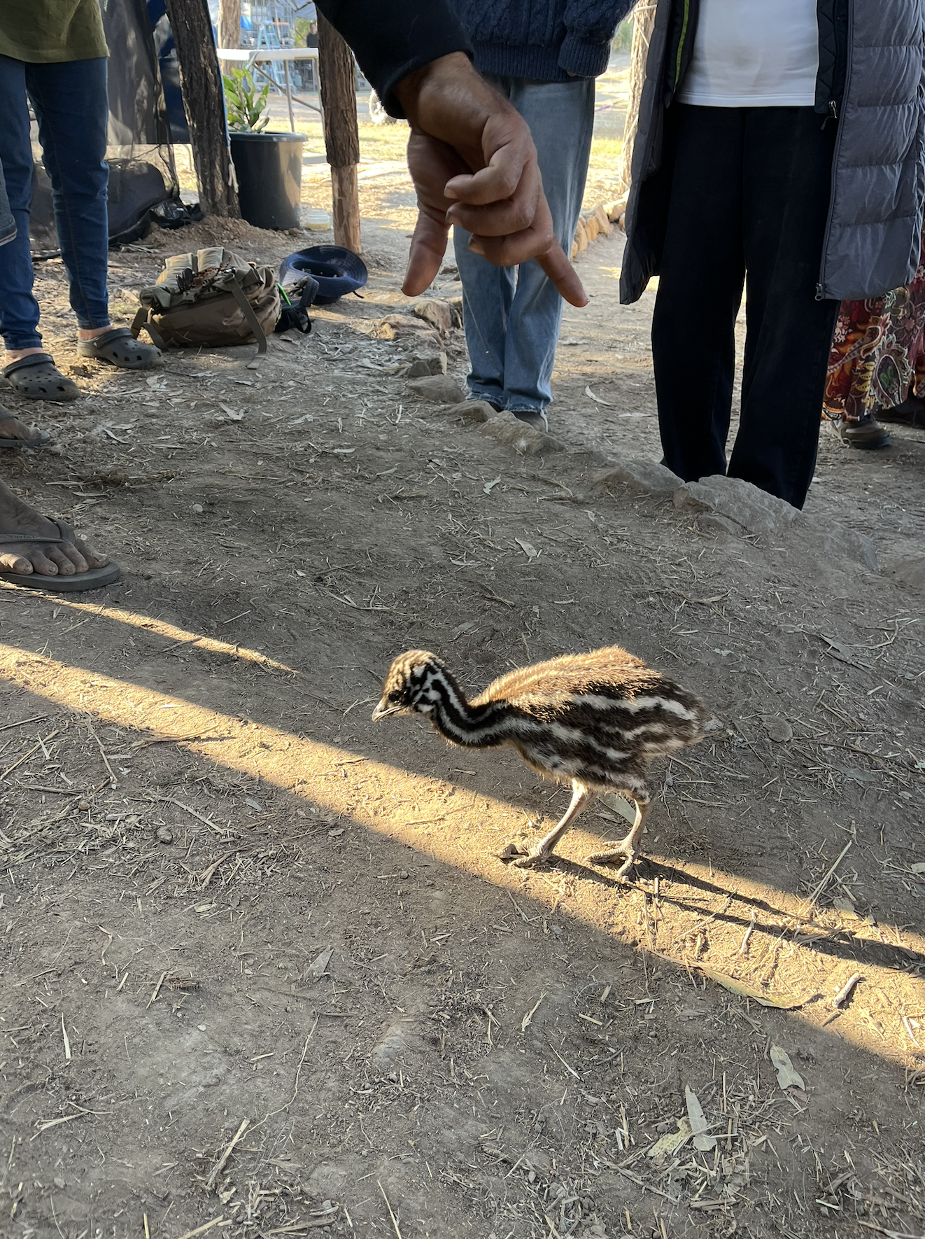 Baby emu, with dark brown and white stripes, walks on the packed dirt ground.
