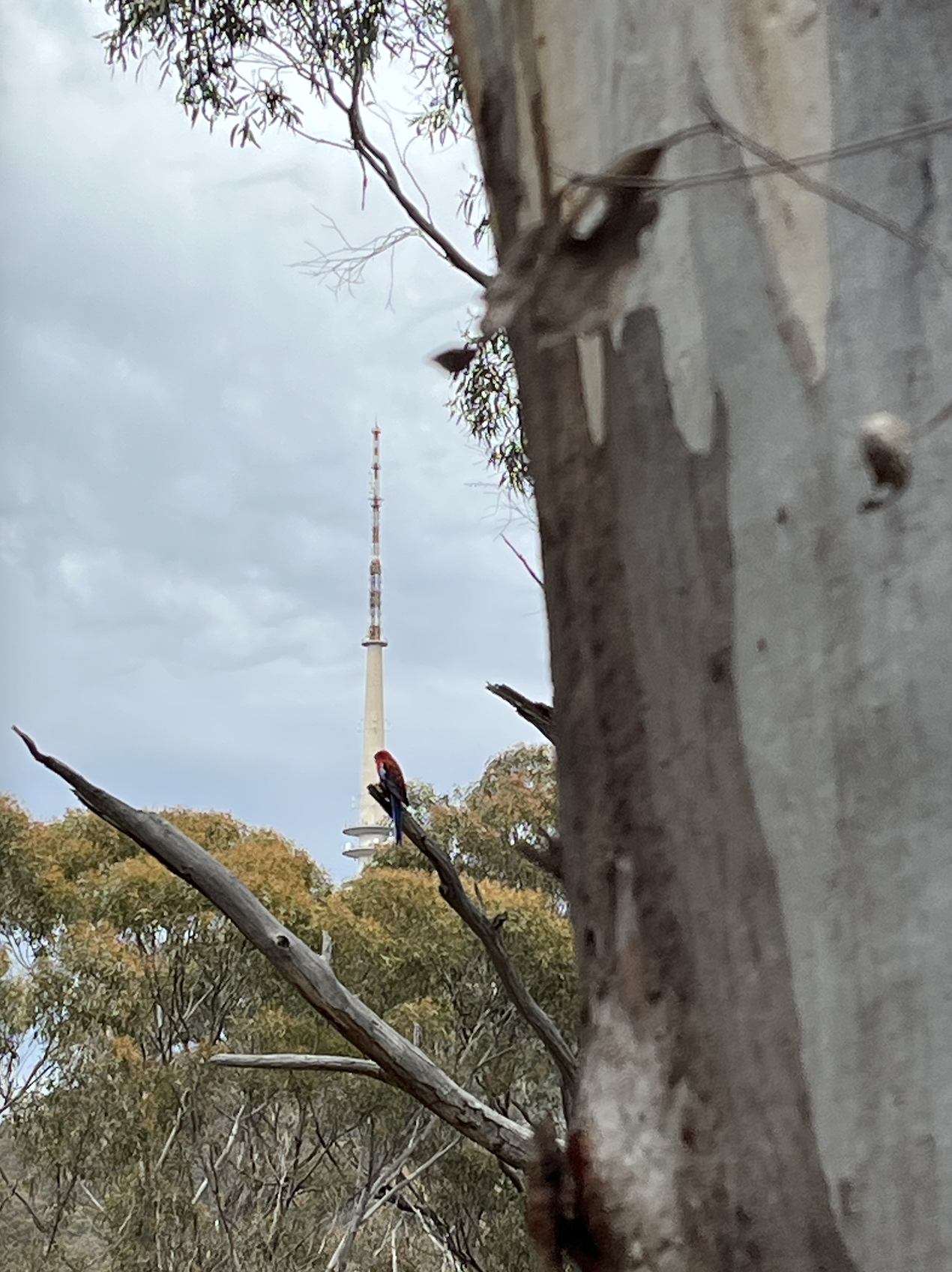 RHS is a lovely stripey gum trunk. A colourful bird perches on a branch. Telephone tower in the background. Grey sky.