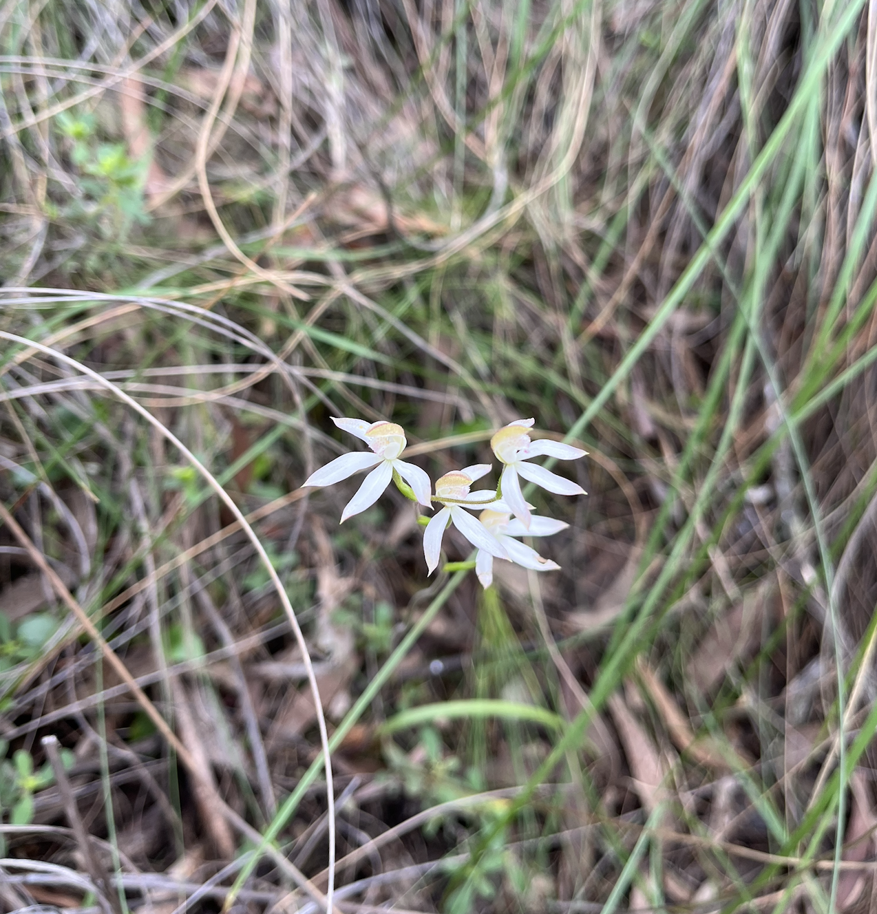 Little white flowers looking like fairies blowing in the wind