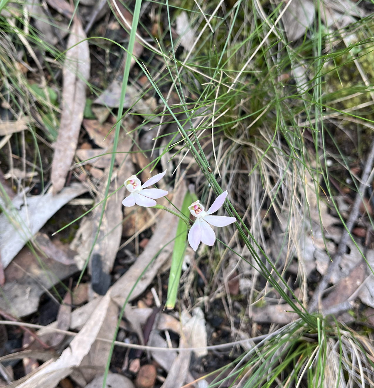 These tiny pinky-white ones, with a little mouth with darker colours inside