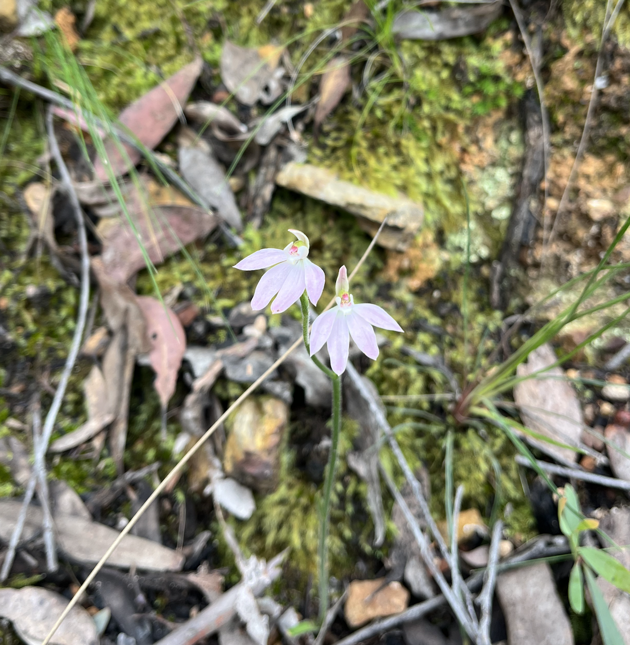 Gorgeous pinky-white delicate flower against moss and rock