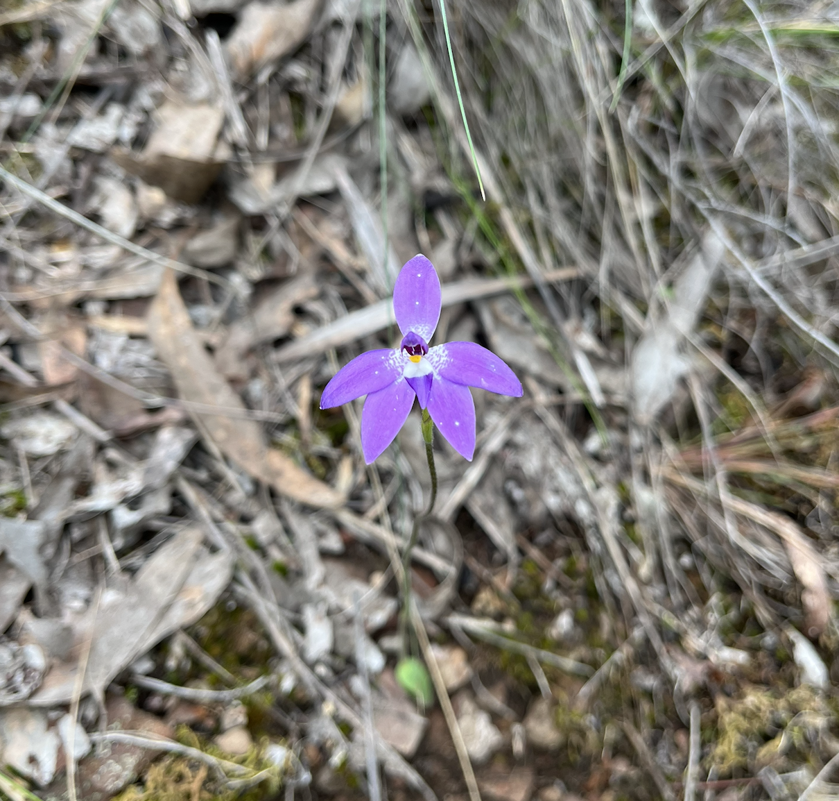 Close up of small purple flower, with white and yellow centre, against leaf litter