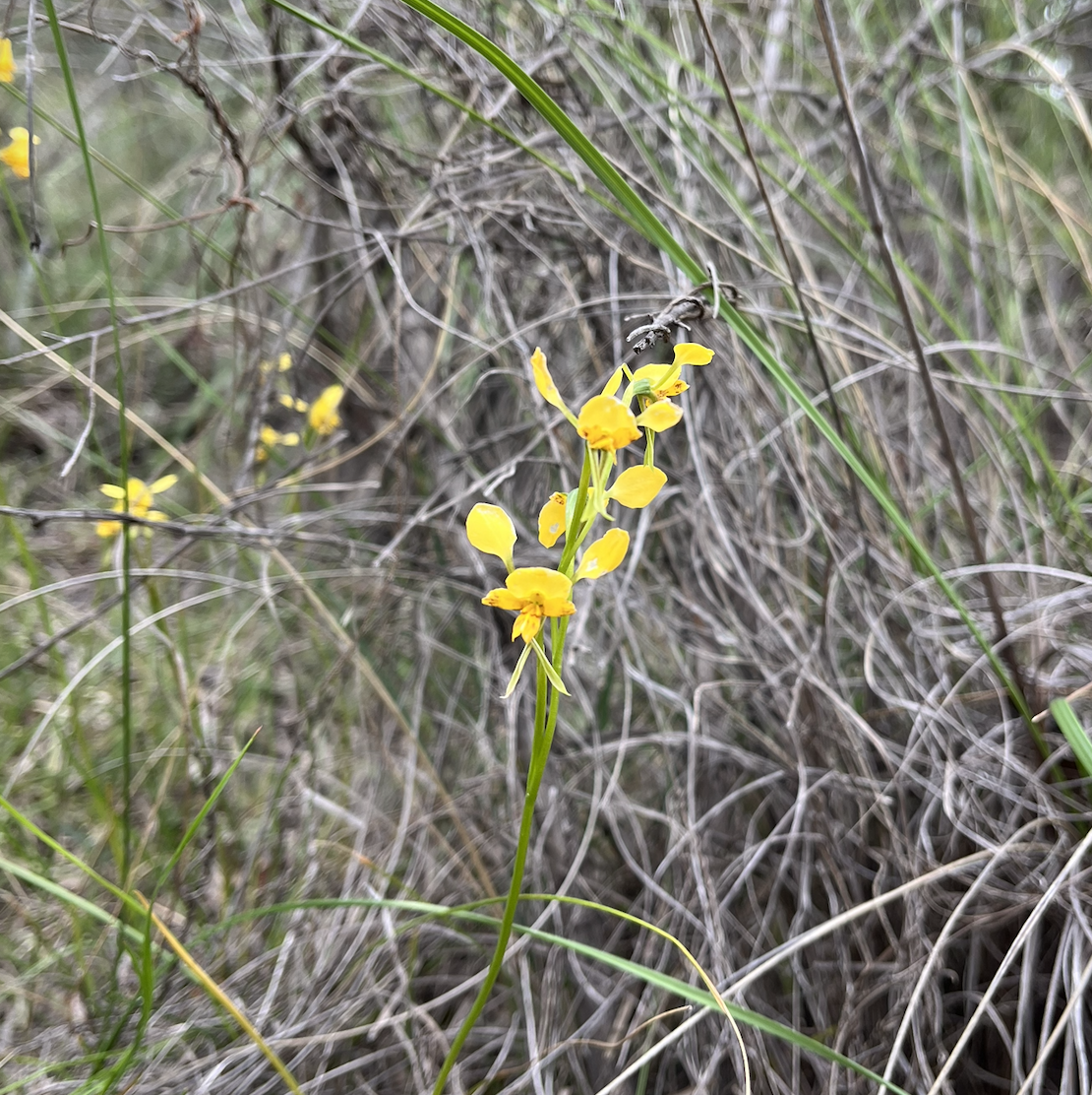 Yellow little flowers amid grass