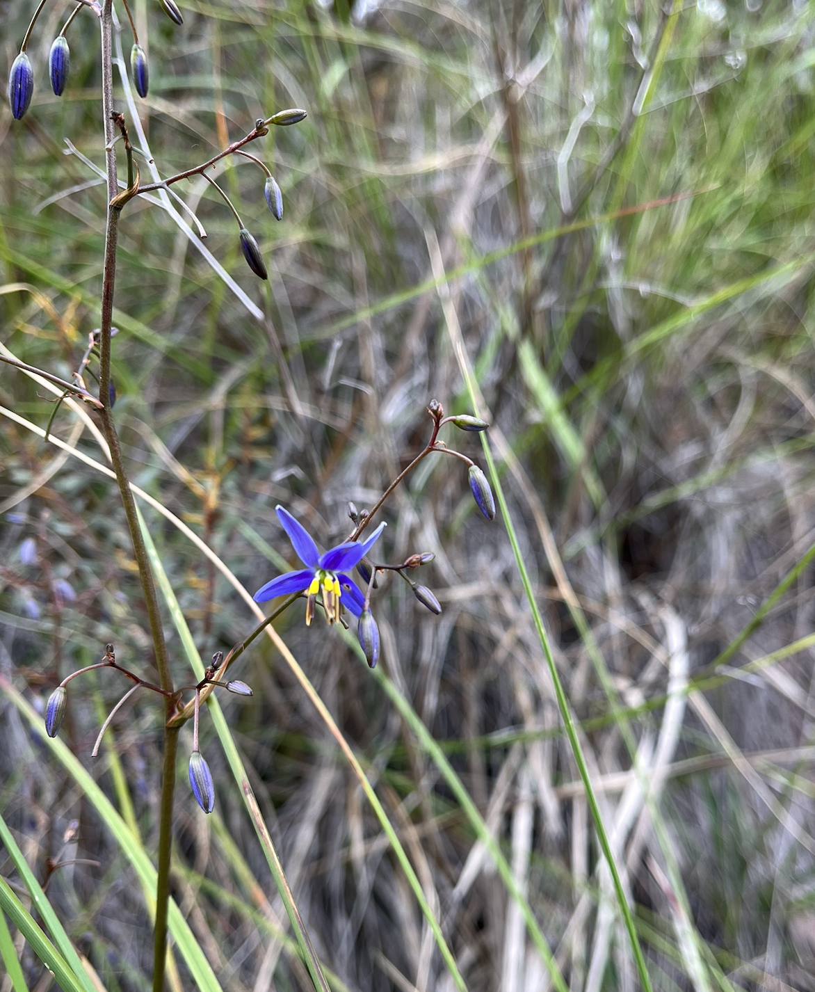 Close up dark blue petals with bright yellow stamens
