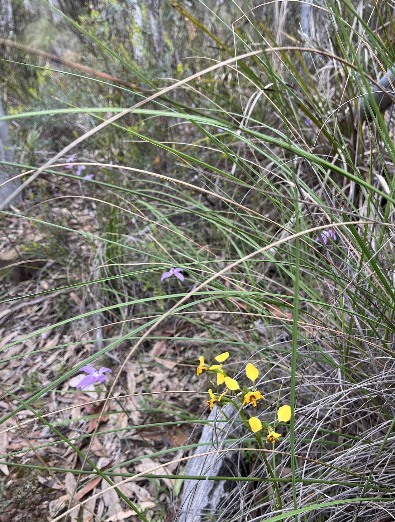Almost a little field of orchids, purple and yellow, amid the grass