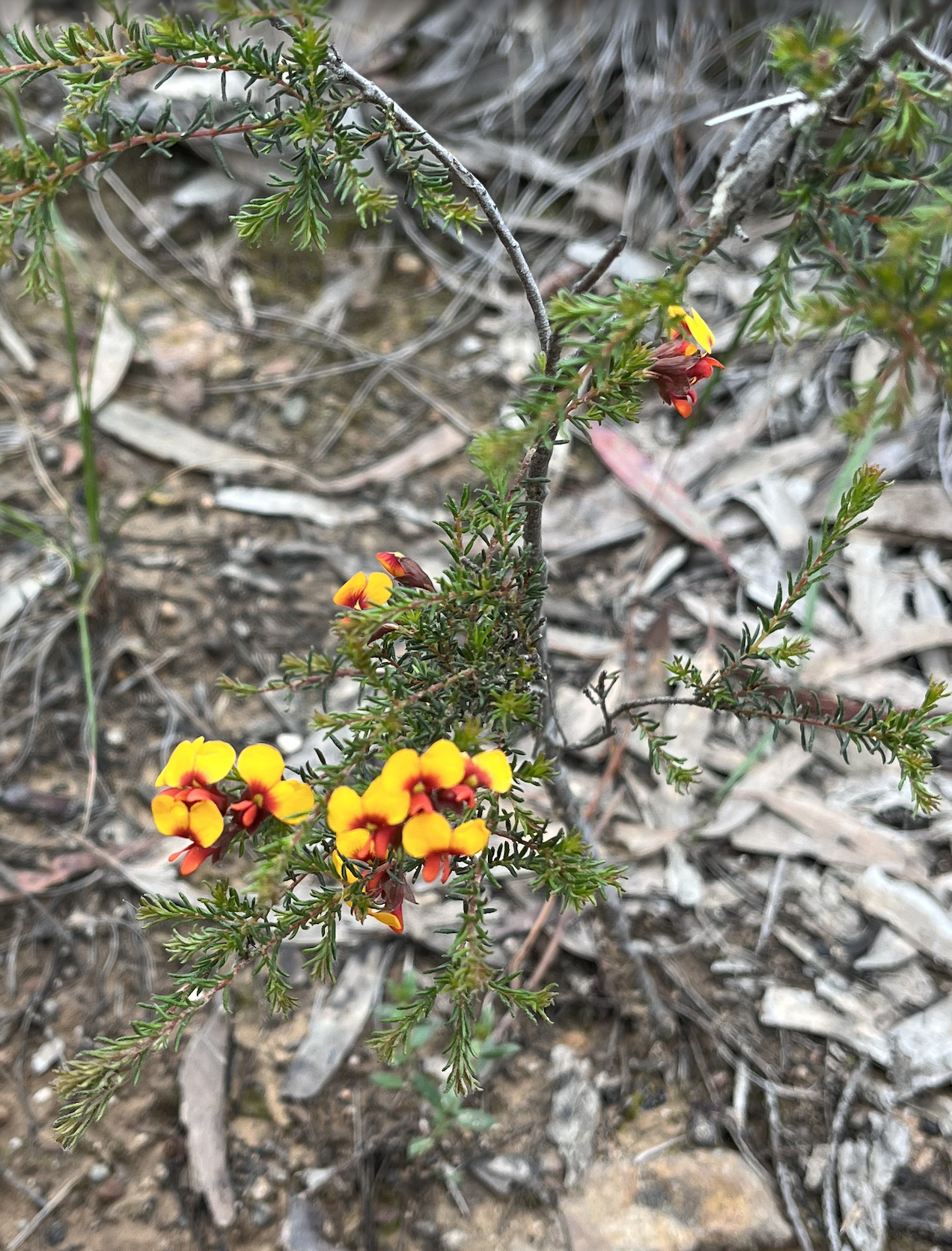 Brightest of yellow and red, funny shaped flowed