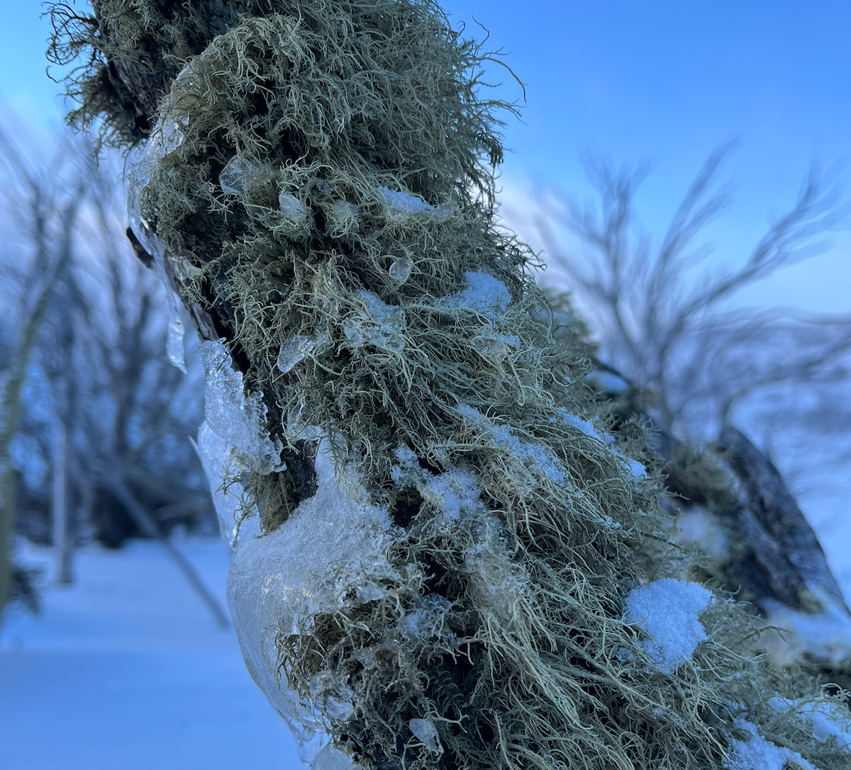 The limb of a snow gum covered in lichen and ice, with an icy blue sky and snowscape behind