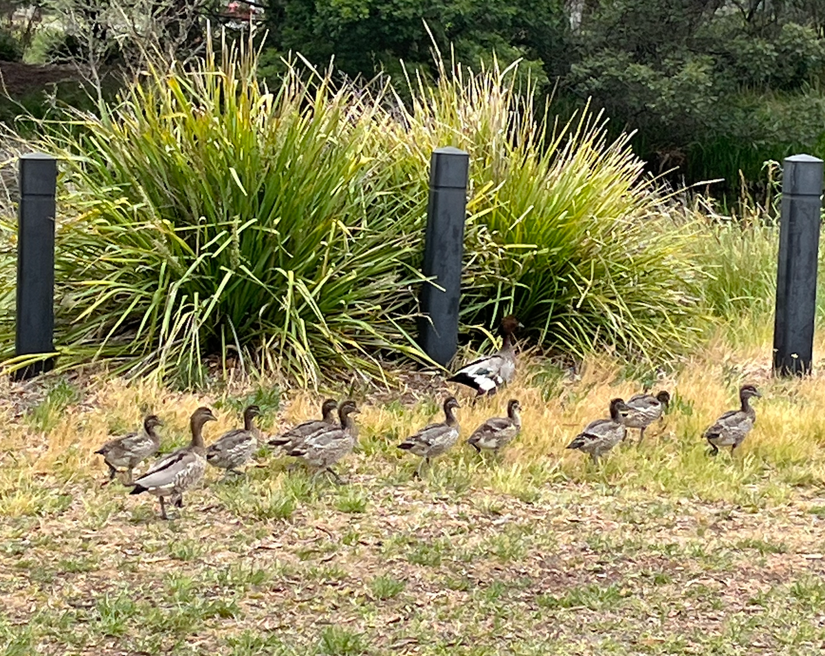 Slightly blurry photo of a family of 9 fluffy adolescent ducks and their parents, in front of bushes and three bollards