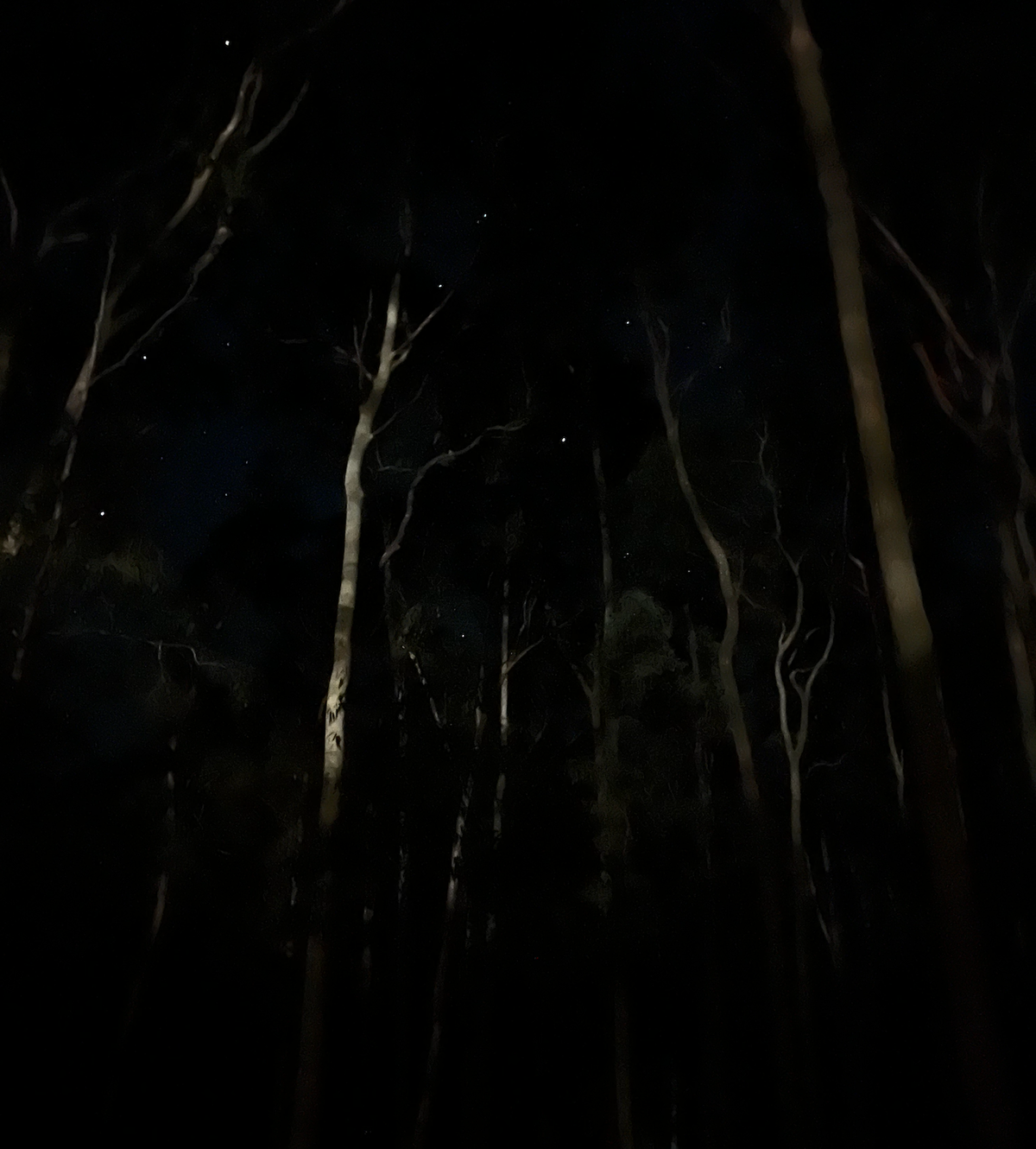 A shadowy picture of a few scattered stars seen through the ghostly figures of gum trees in the dark