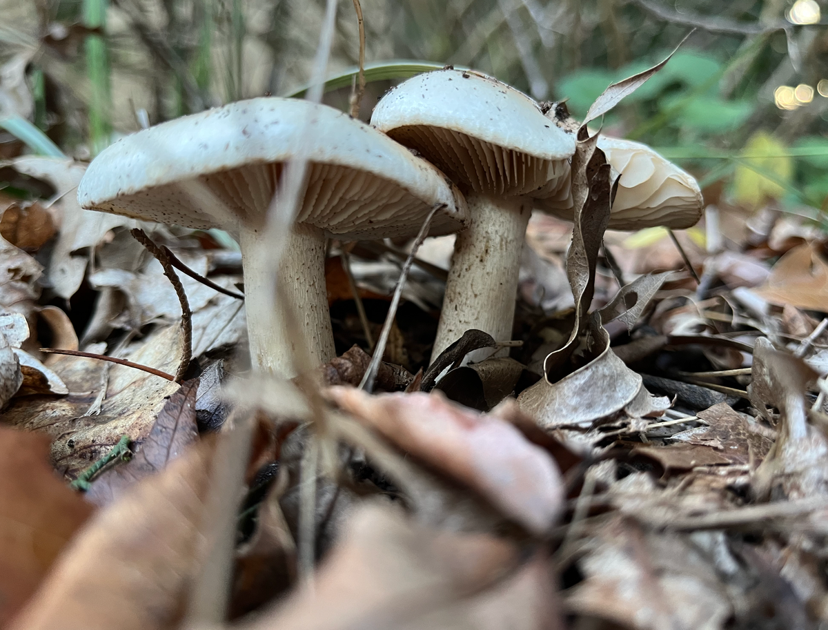 A close up from slightly below of two large, white, gilled mushrooms, growing in a pile of browning leaf litter