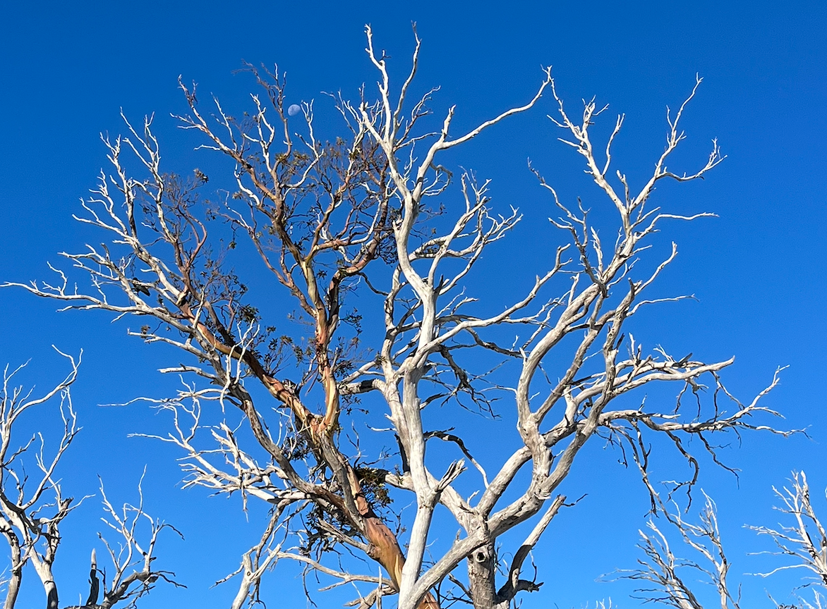 A deep winter blue sky, with mostly dead twisted limbs of a snow gum weaving into it, and one living limb swirling through