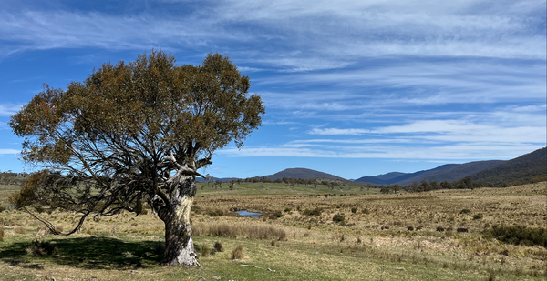 A single old twisted gum tree in a broad valley behind Jindabyne, Moonbah creek winding behind, under a whispy blue sky.