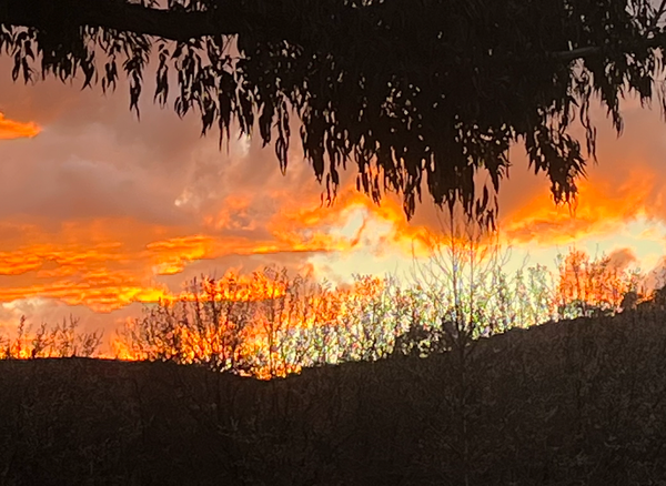 A fiery orange sunset over Canberra, with eucalyptus leaves hanging from above