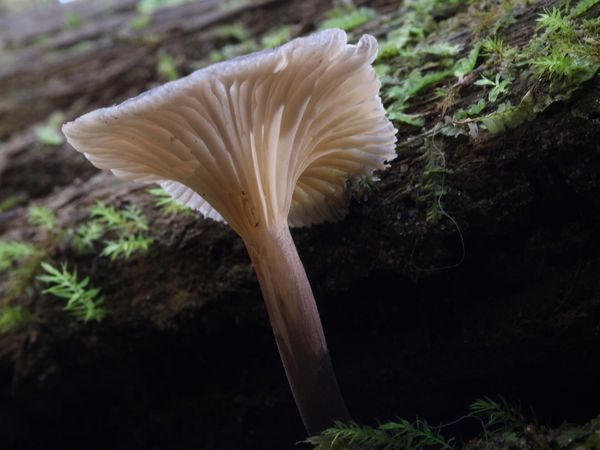 A grey mushroom, seen from below in close up, growing on a decomposing piece of wood