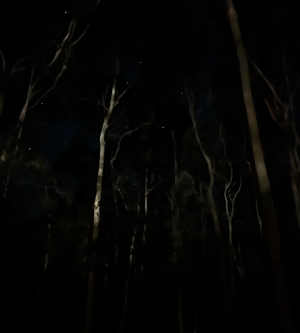 A shadowy picture of a few scattered stars seen through the ghostly figures of gum trees in the dark