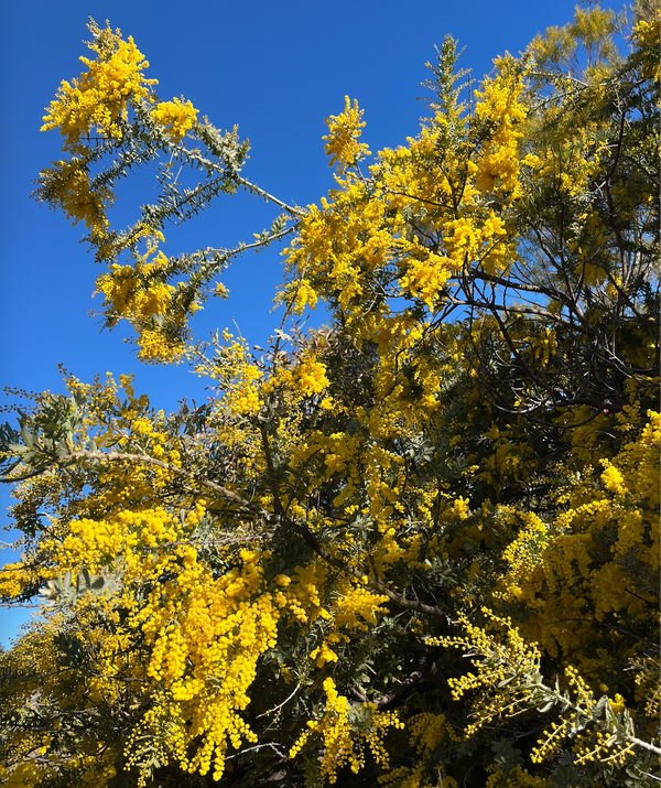 Bright, golden wattle in full bloom against a deep blue sky