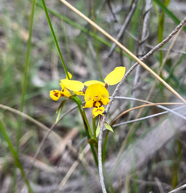 Close up of a yellow and brown orchid - it looks like a face