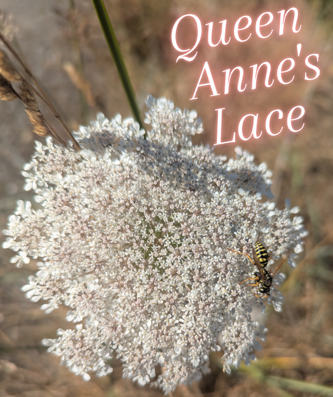   Photo by Eden Blooms  