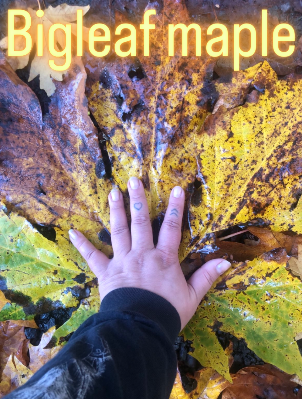   Photo by Jessaca Kéet  