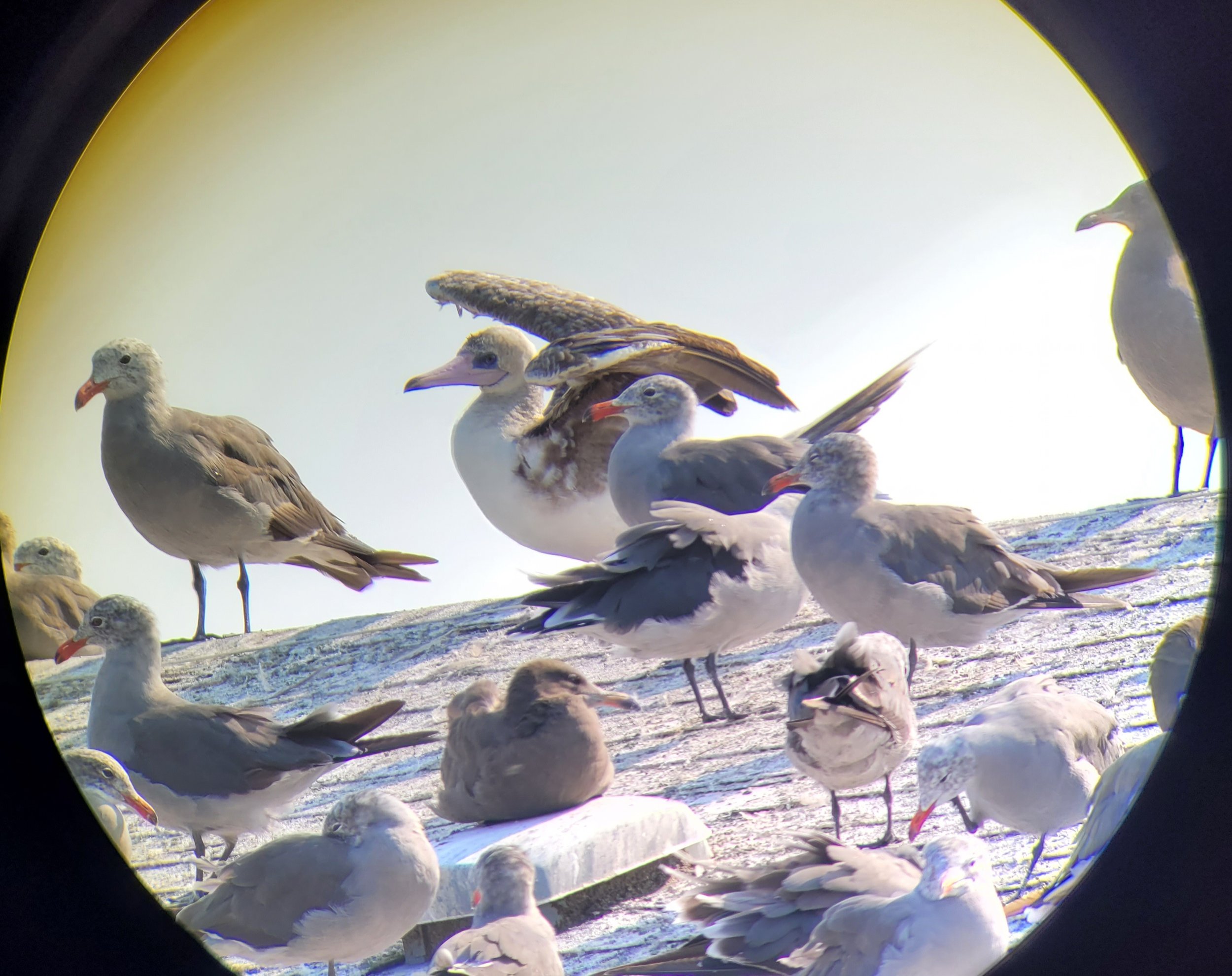   A visiting Red-footed Booby trying to blend in with the locals. Photo by Carolyn Woods  