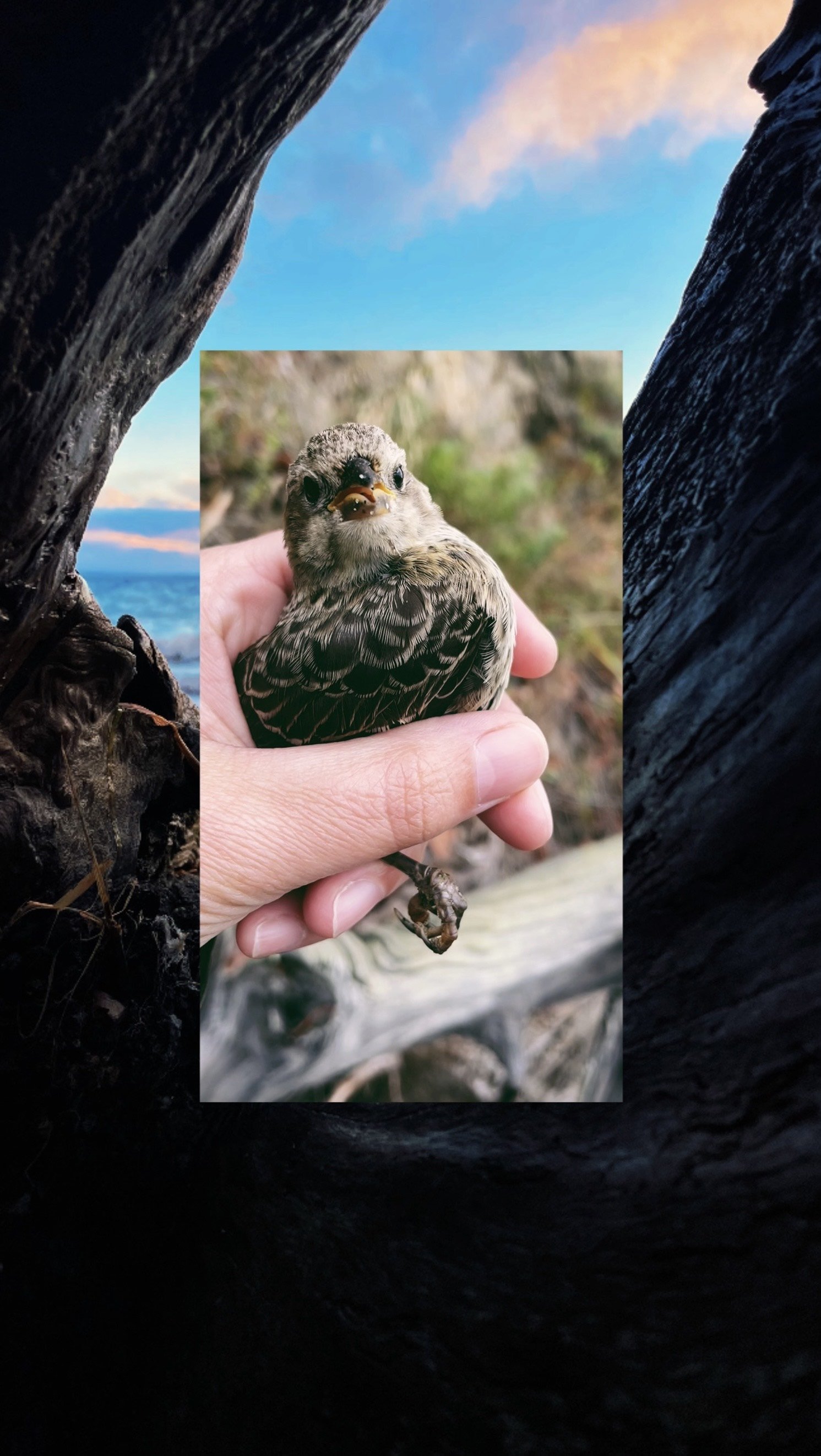   Image Collage by Amber Autumn Leaves Huntsman  