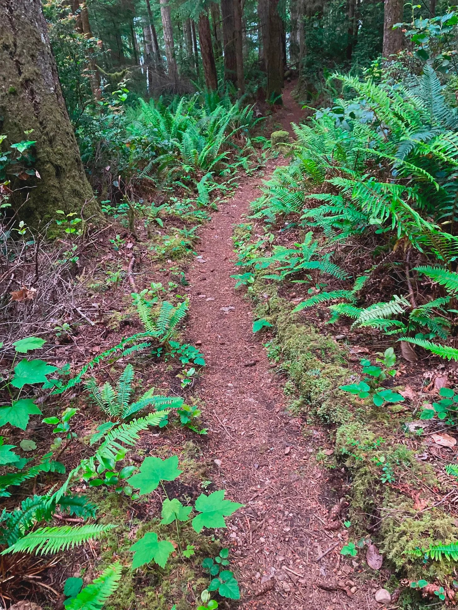   The psychedelic trail into the forest, photo by Mark Rose  