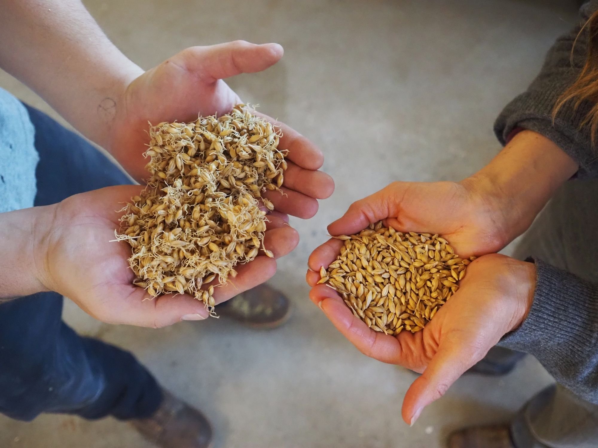   Barley grown on the property gets floor malted on site to cause the seed to sprout. Beacon photo by Derek Firenze  