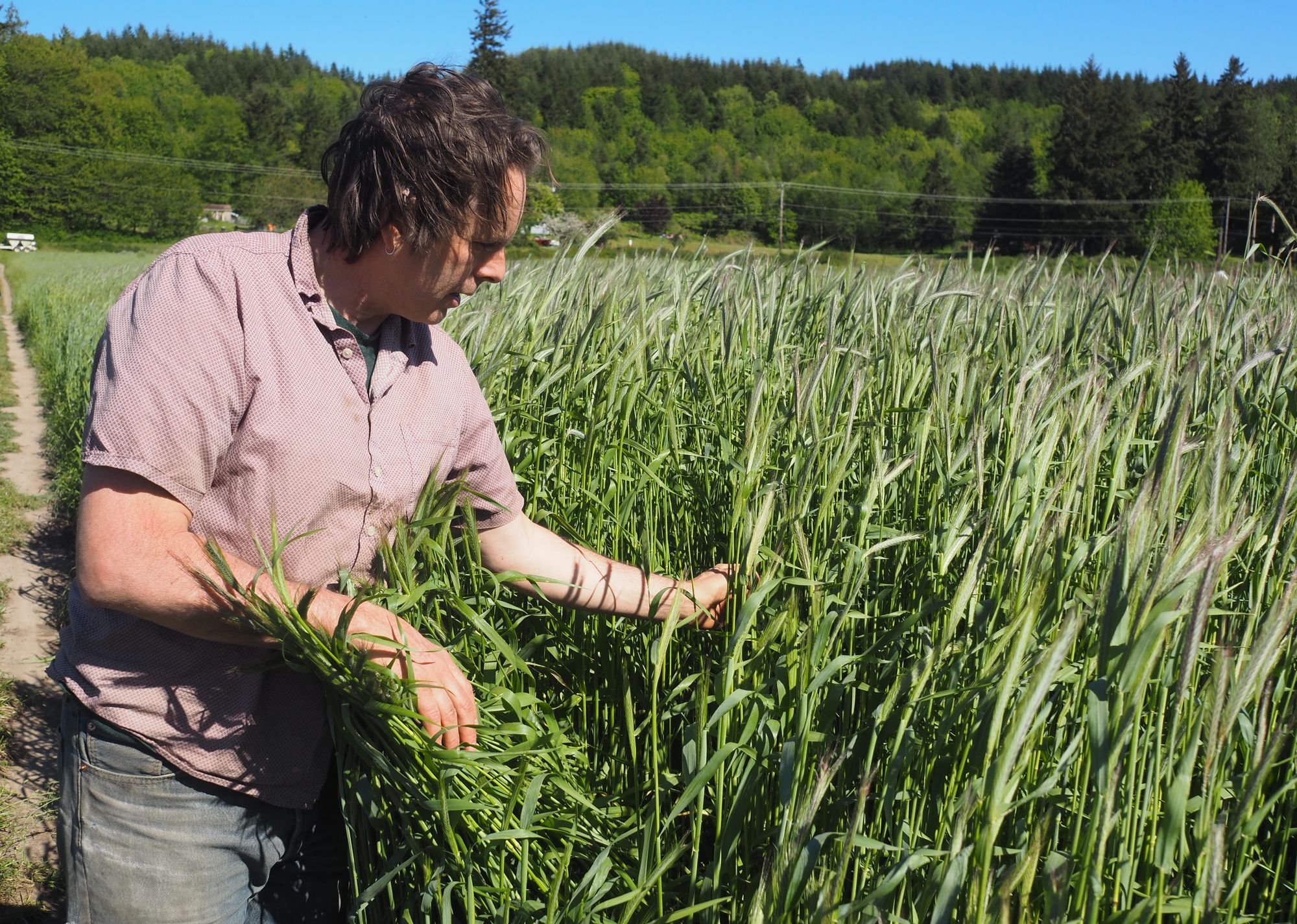   Keith Kisler amongst of field of rye he’s growing in Chimacum Valley that will eventually get turned into both bread and beer. Beacon photo by Derek Firenze  