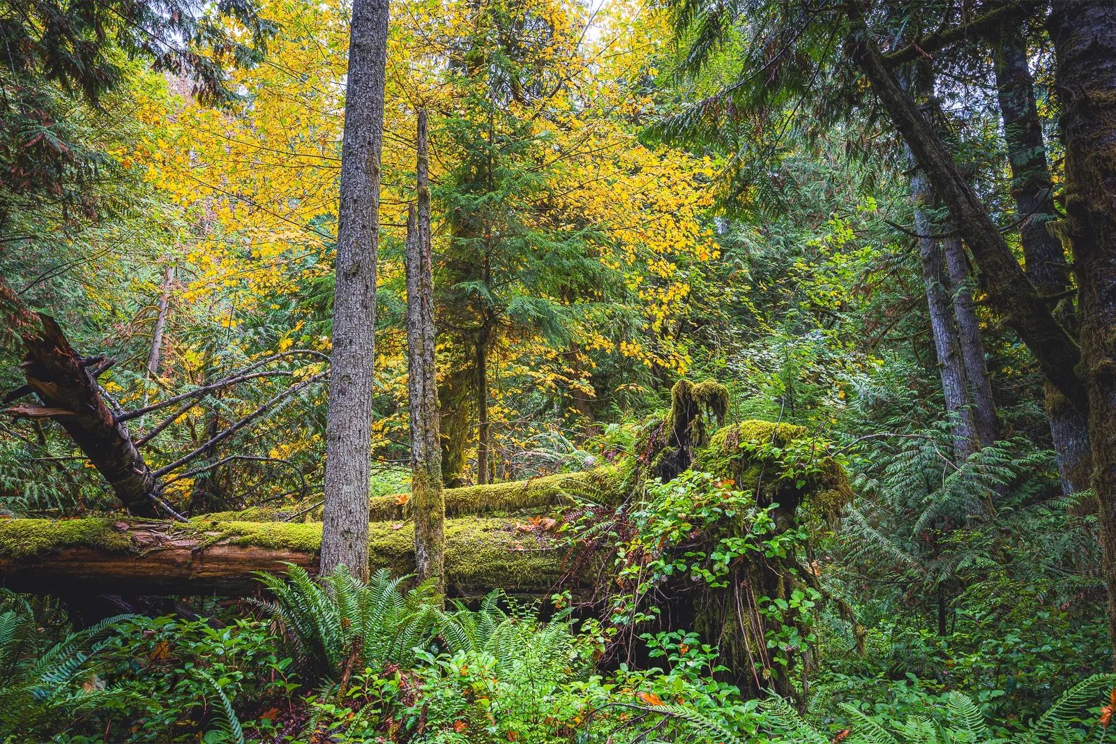   The proposed DNR timber sale named “Alley Cat” will log approximately 100 acres of mature legacy forest near the Elwha River and Little River in Clallam County. Alley Cat’s sale is scheduled to be approved by the Board of Natural Resources on Nov 5th, before the election where a candidate for Public Lands Commissioner Dave Upthegrove looks to win and put a policy that would no longer allow such mature forests to be logged. All Photos by Scott F McGee /    forest2sea.com   