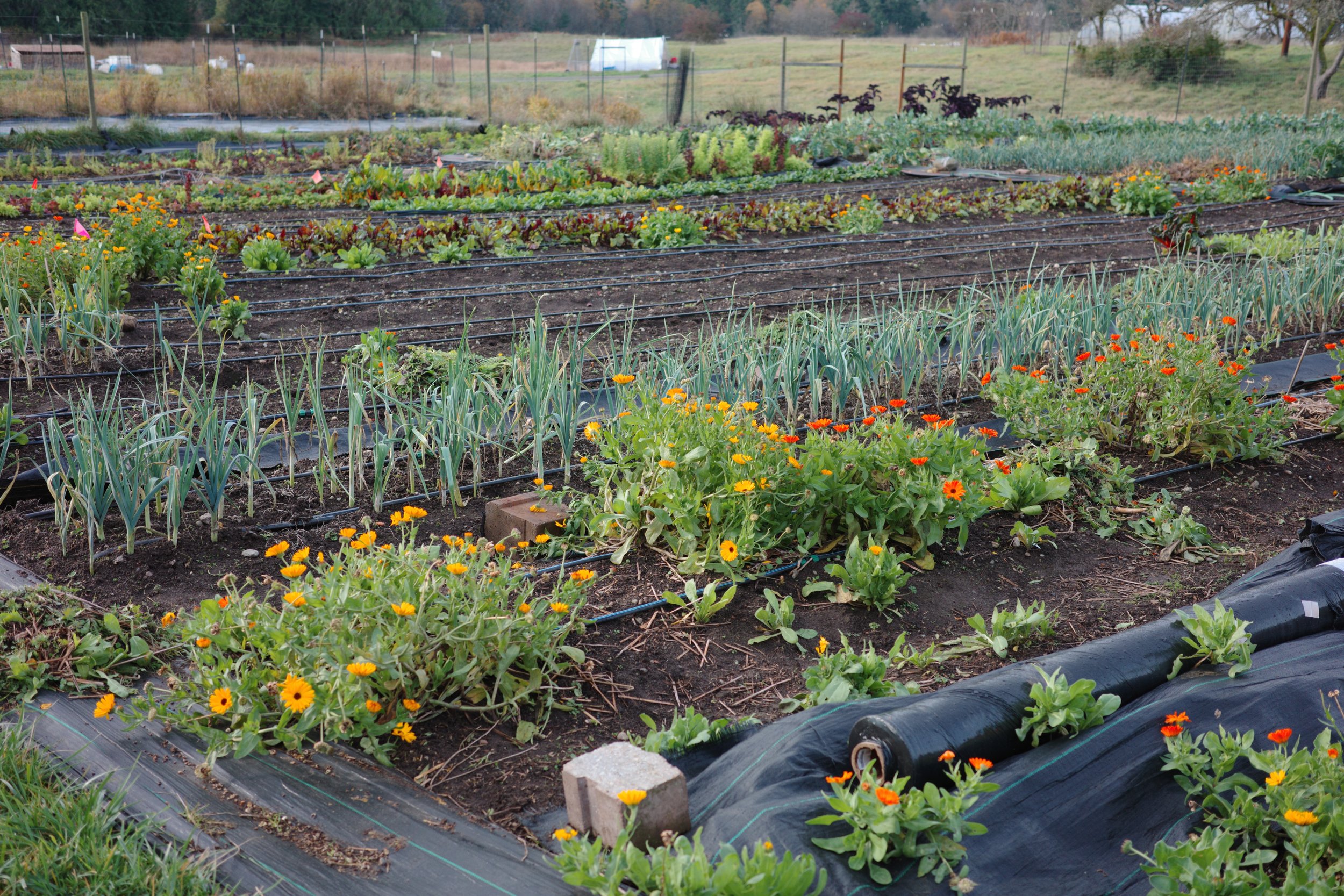  Flowers continue to bloom on Hopscotch Farm. 