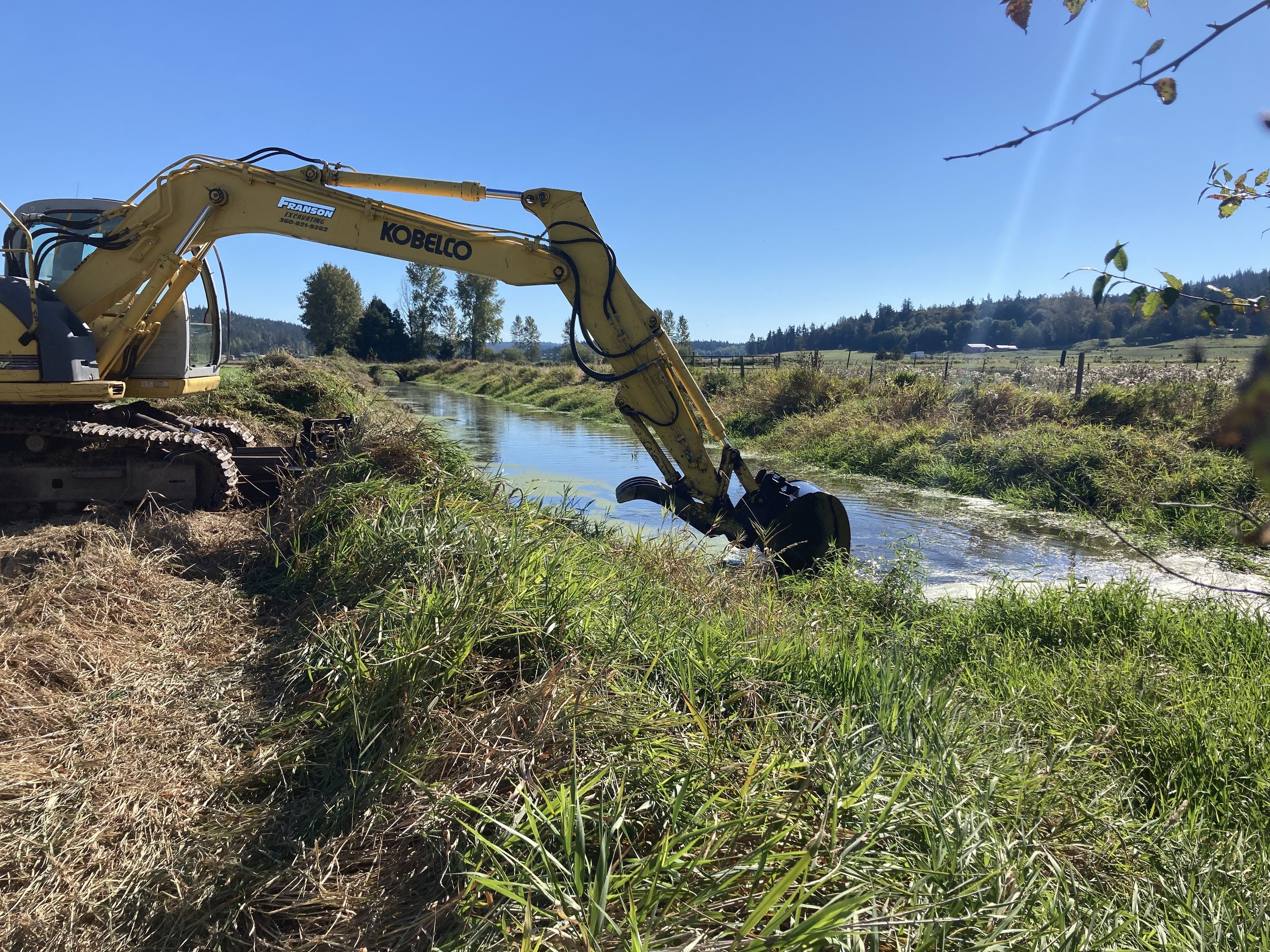   Clearing the Canary Grass out of Chimacum. Photo courtesy of the Jefferson County Conservation District.  