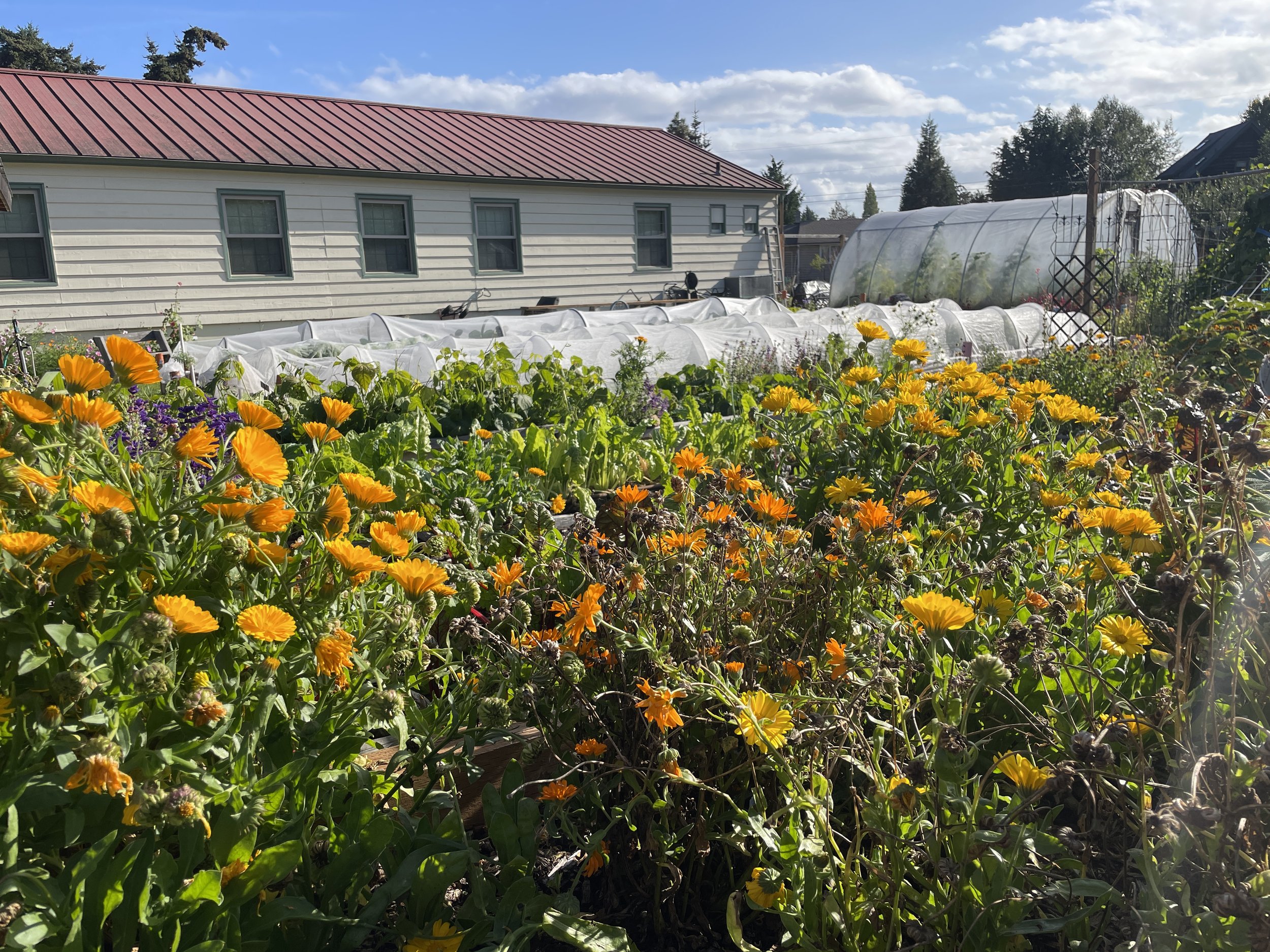 The grange in full bloom. Photo by Angela Downs