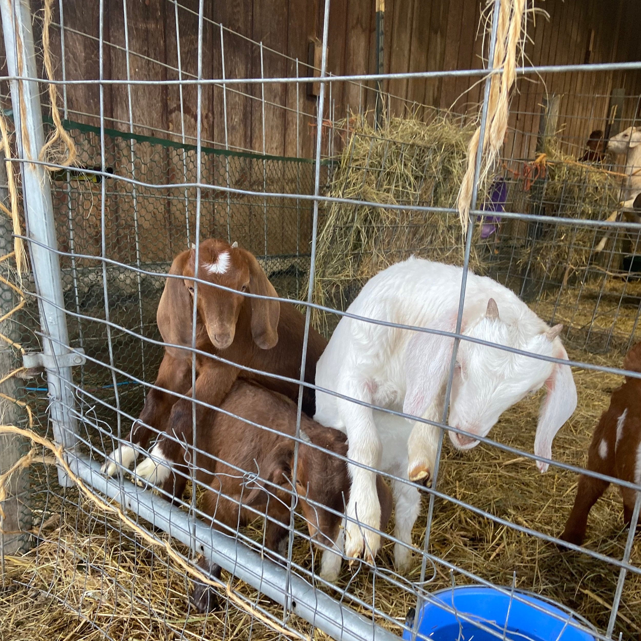   Farmers who own farms within city limits are concerned about the city’s comprehensive plan. Photo by Nhatt Nichols.  