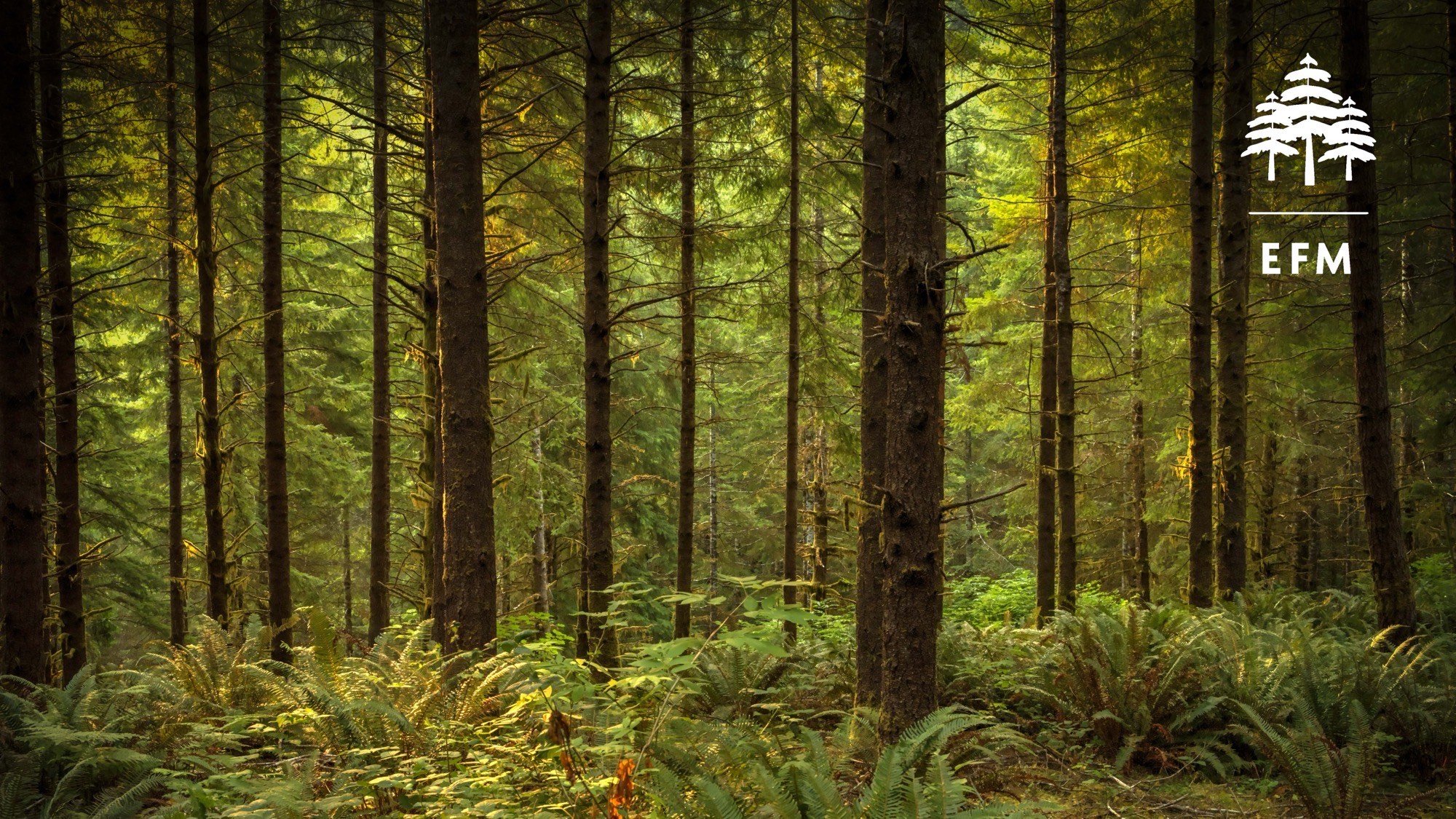   Photo courtesy of EFM  