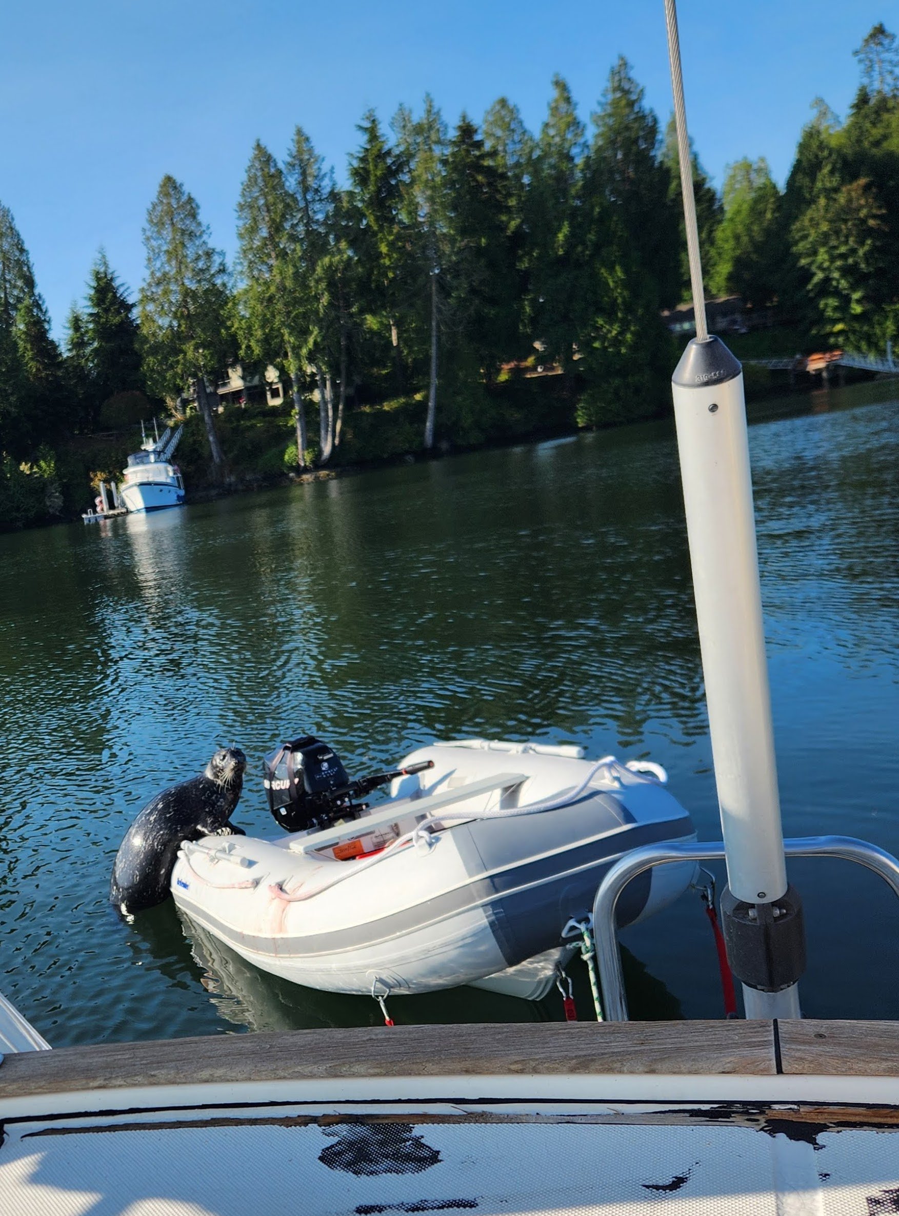   The worried mom trying to reach her baby. Photo courtesy of Rachel S. Imper  