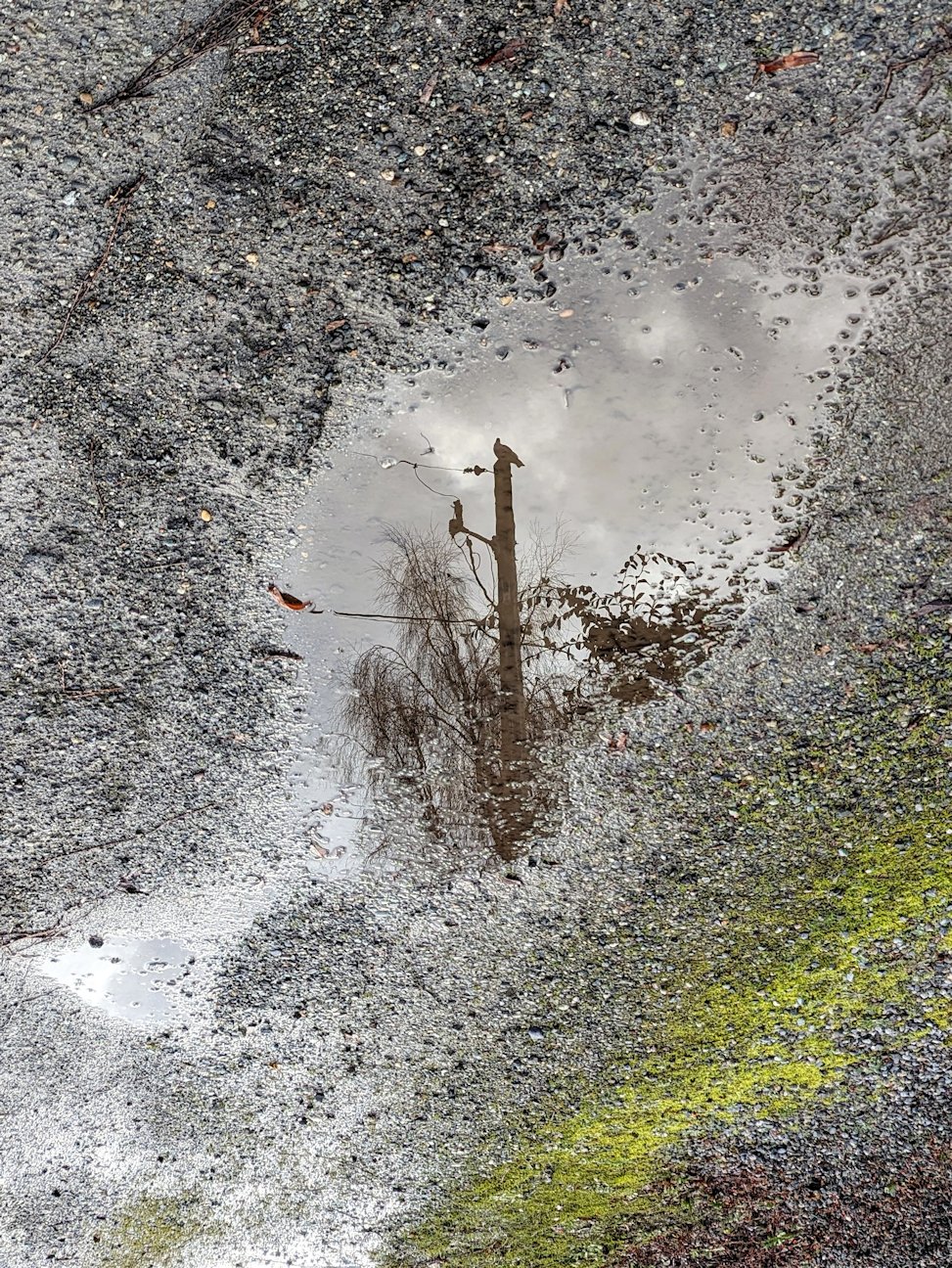   Power Pole Pothole with Gull by artist Sandra Stowell  