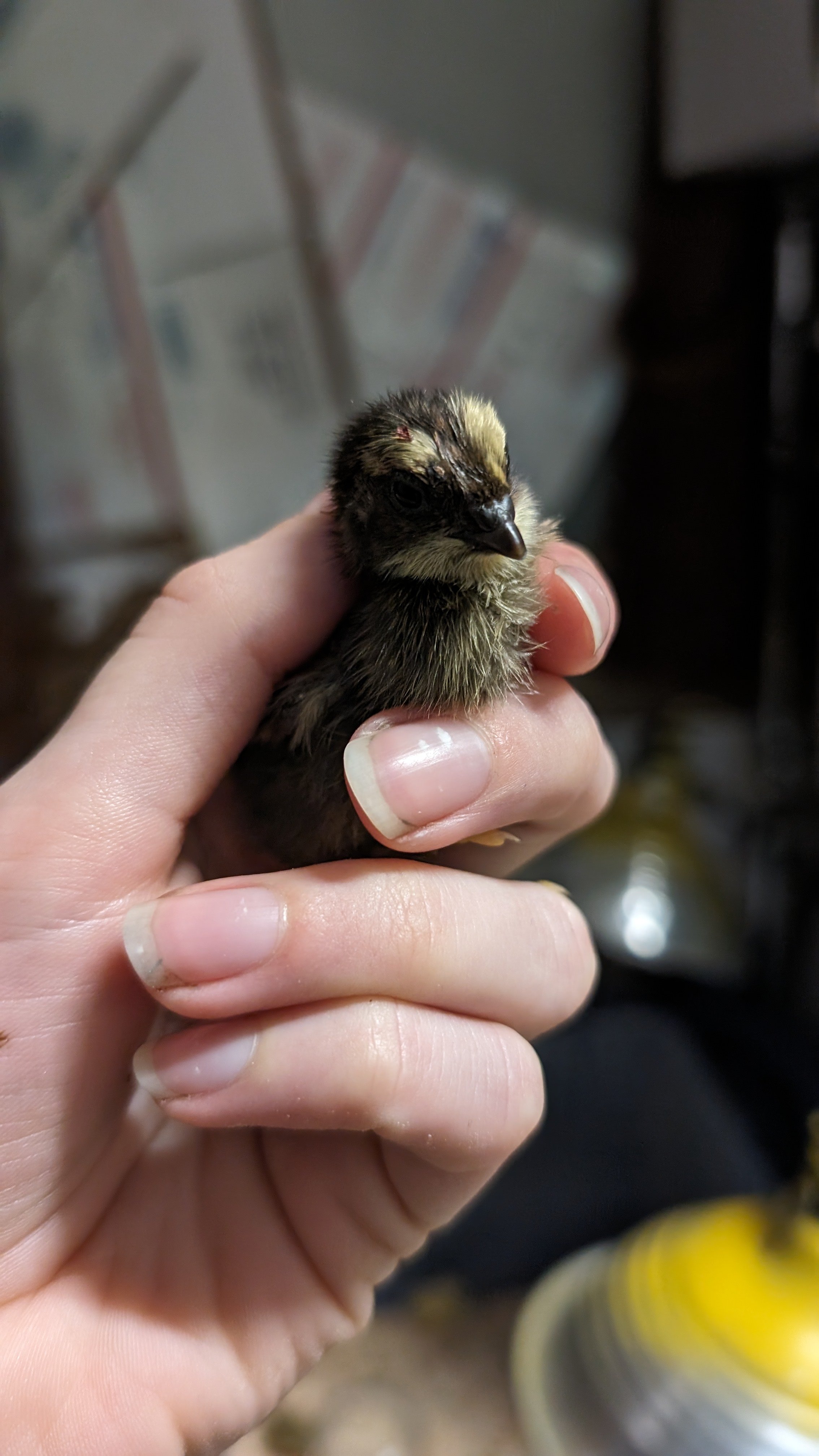   Photo by Erin Channis  