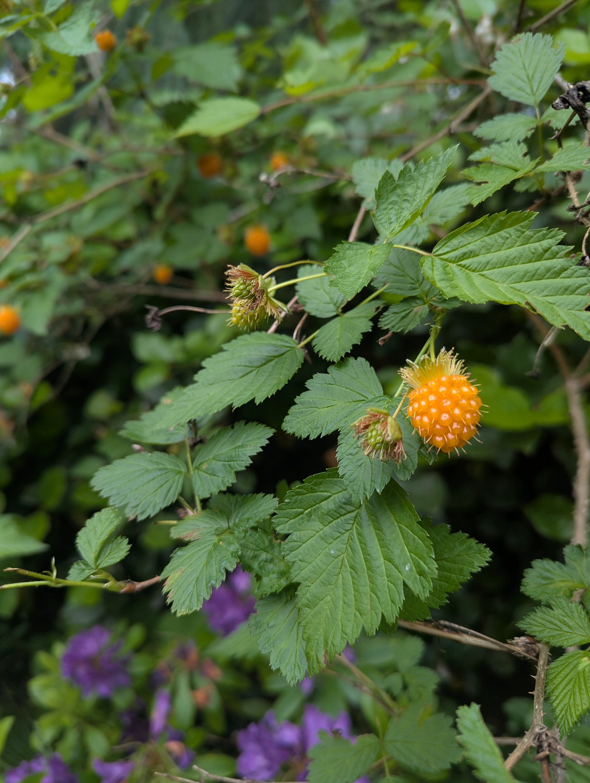   Photo by Eden Blooms  