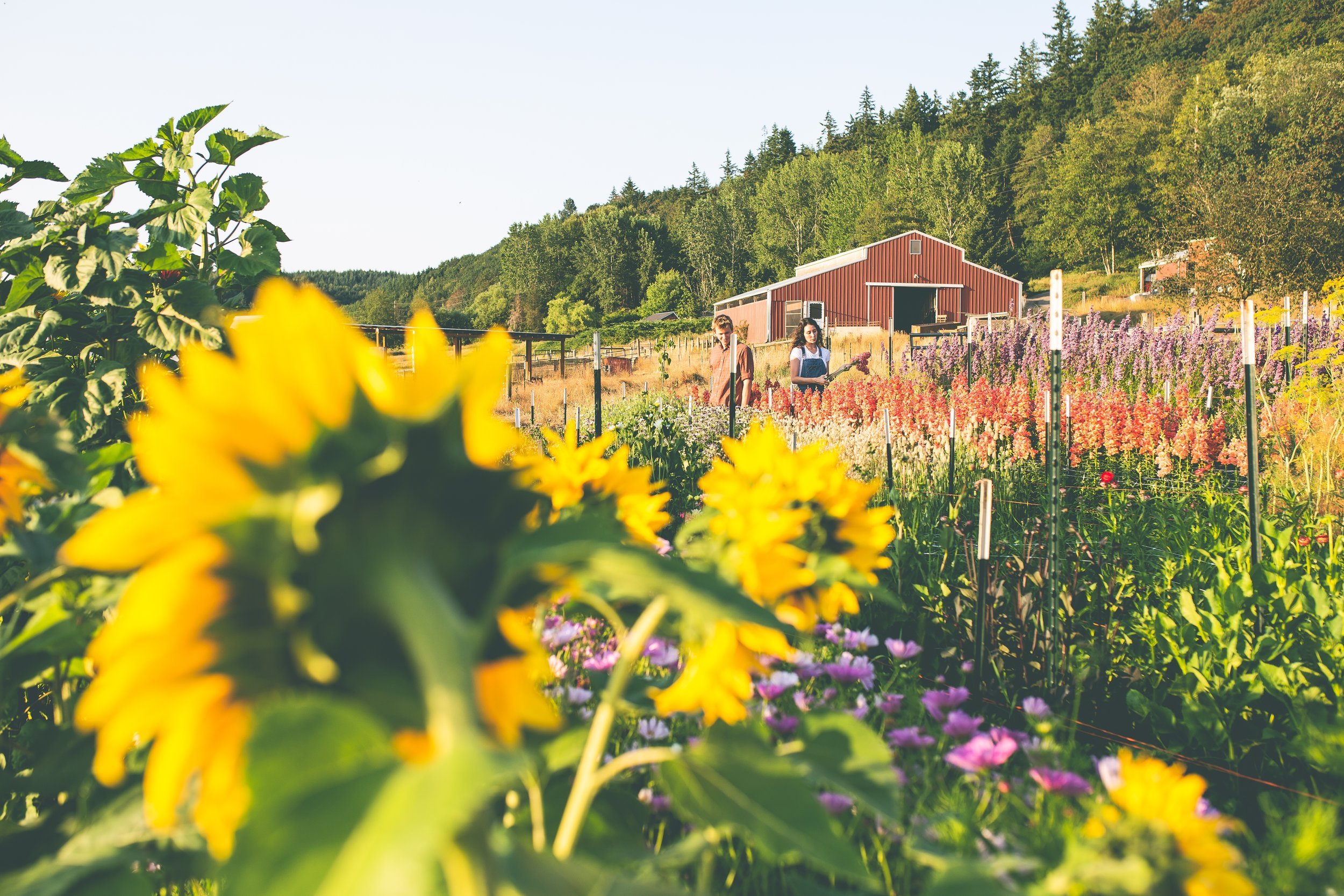   White Lotus Farm in Port Ludlow is the setting for the Northwind Art Gala on the evening of June 28. photo courtesy of White Lotus Farm   