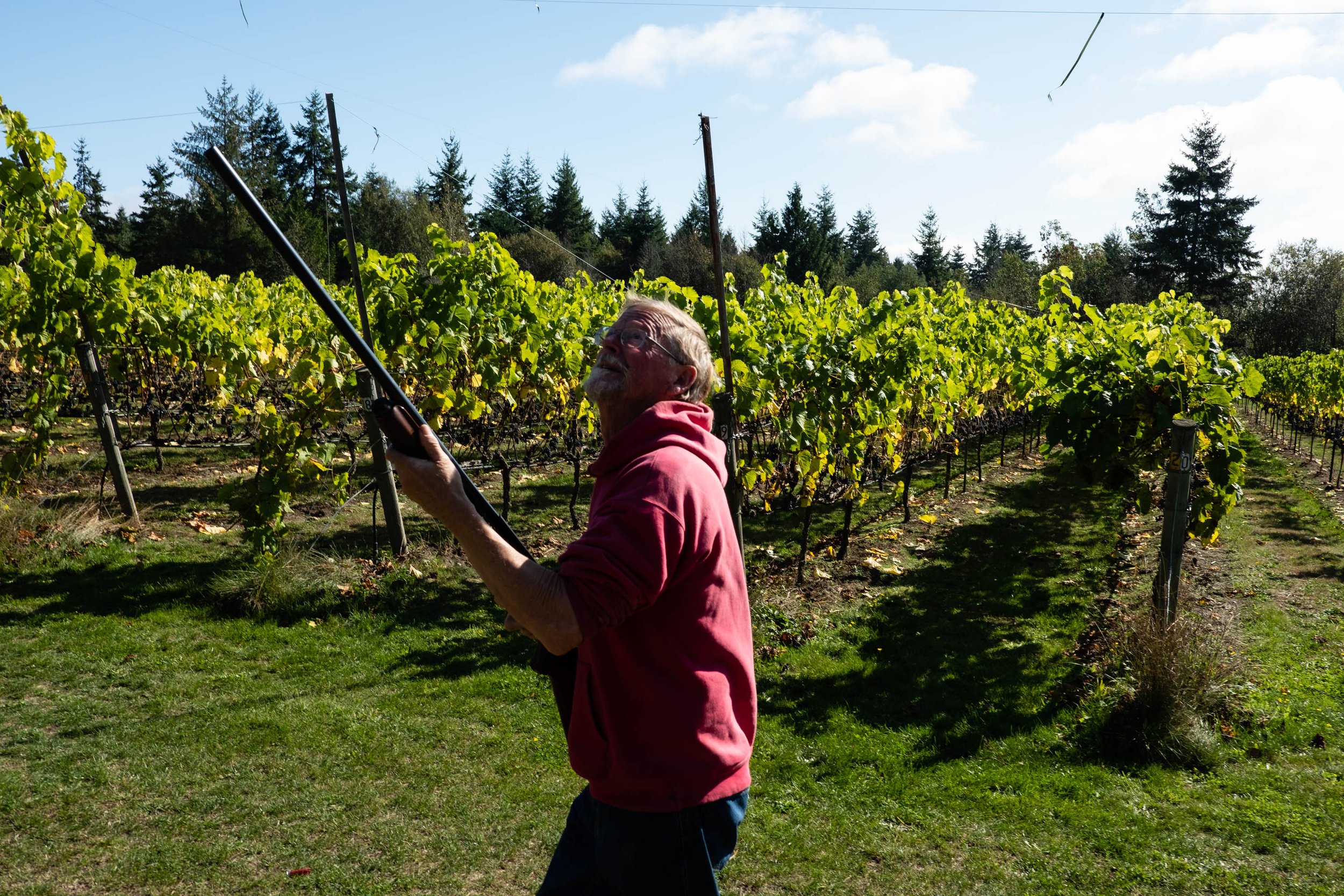  Kit Africa using a shotgun loaded with fertilizer to scare away birds from vines at Sailor Vineyard. Photo by Andrew Wiese. 