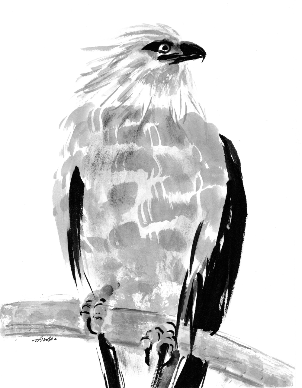 A black and white illustration of a Bald Eagle.