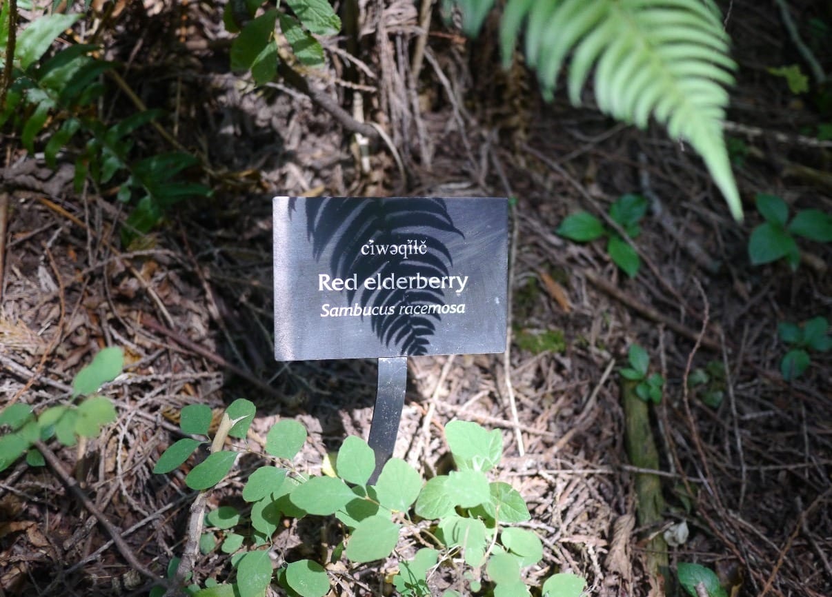 Red Elderberry plant sign, featuring both S’Klallam and scientific names of the plant.